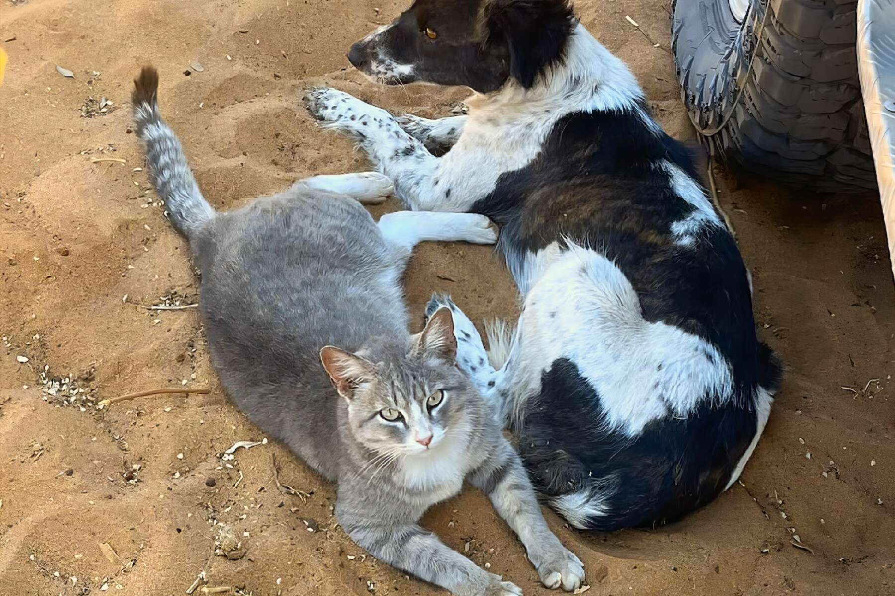 A cat and a dog lie next to a tyre.