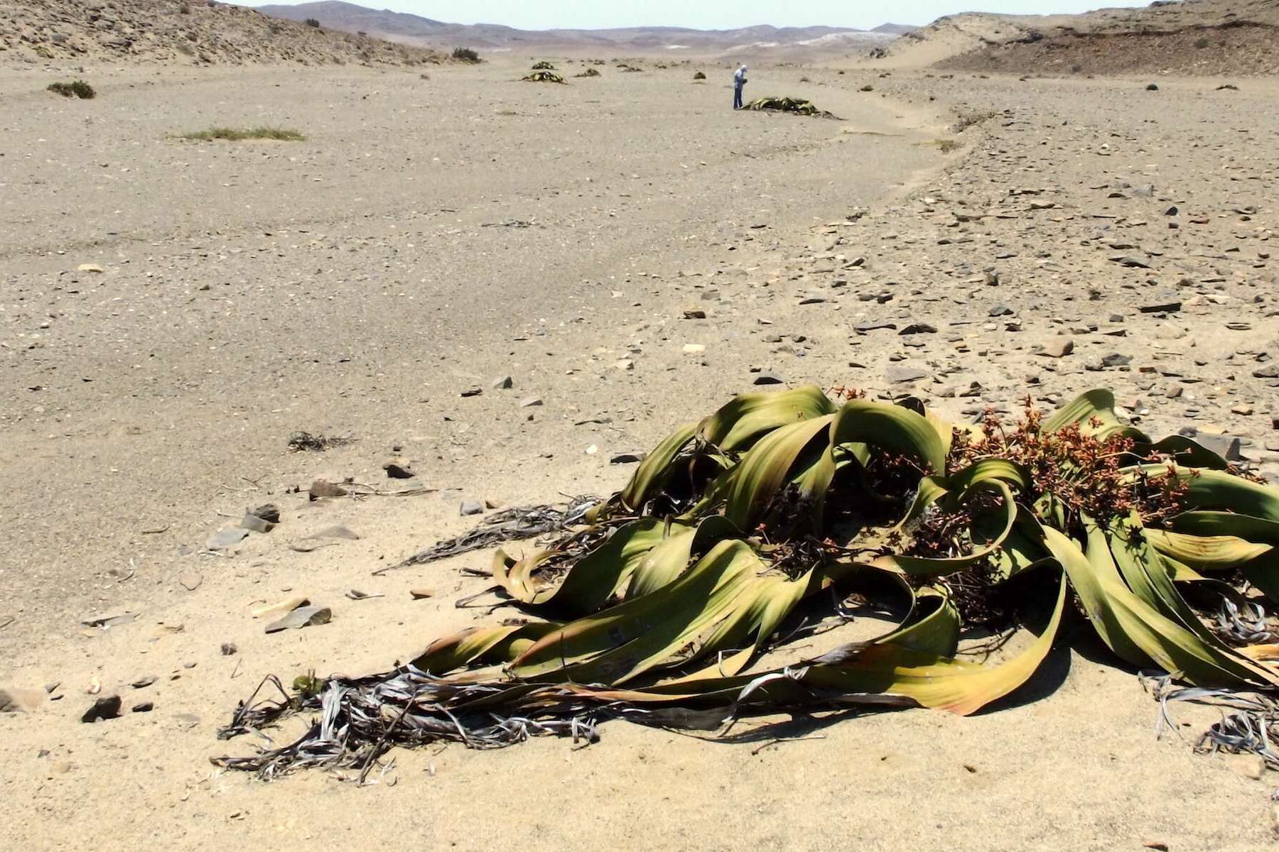 A lone Welwitschia on a sandy plain.