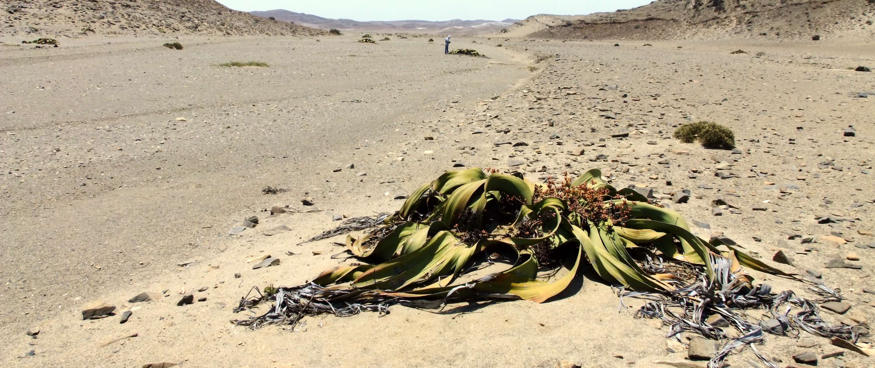 A lone Welwitschia on a sandy plain.