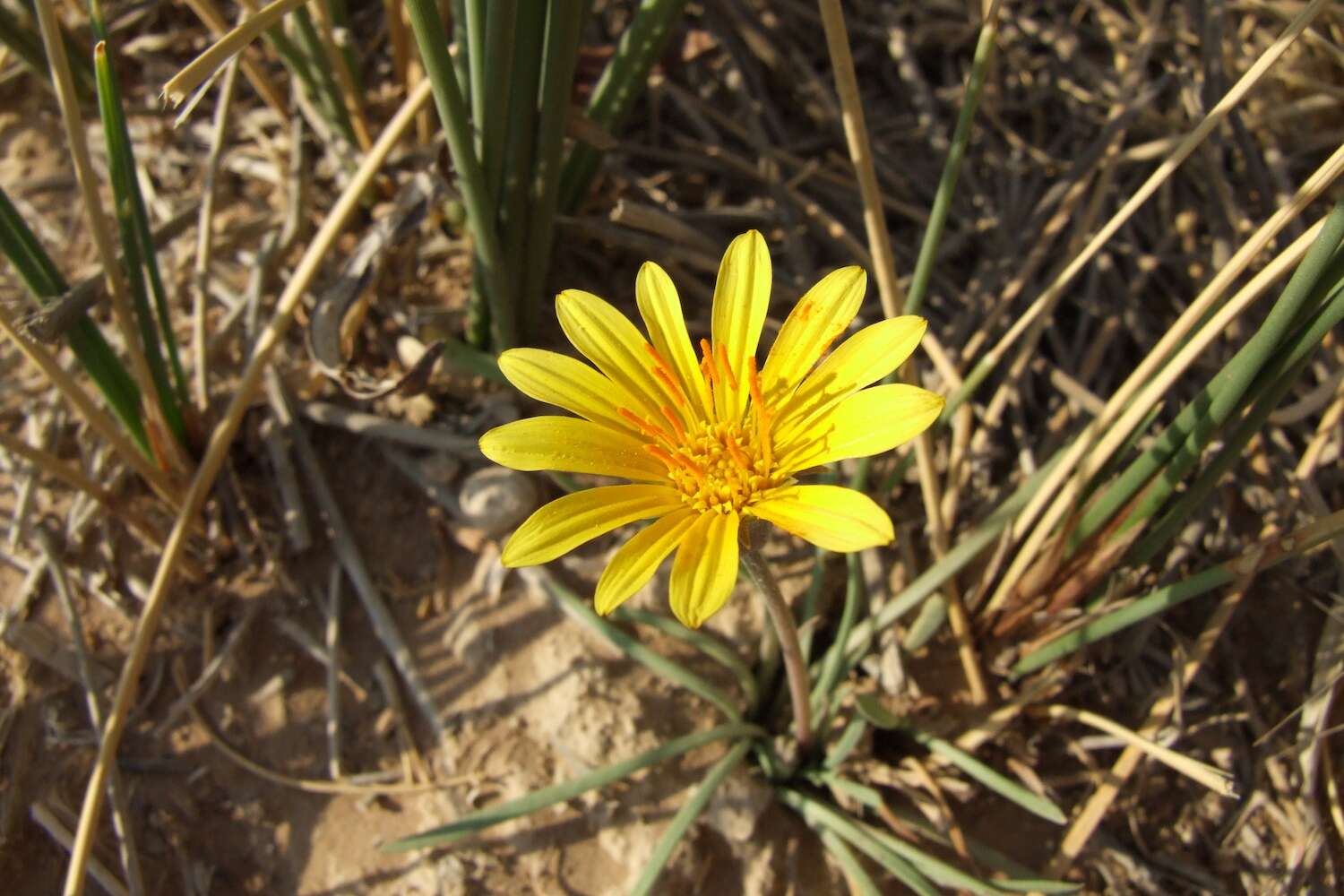 A yellow flower atop of a very thin stem.