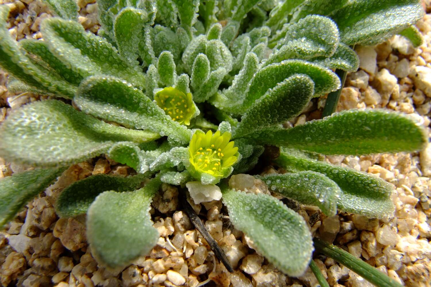 A green leafed plant on a pebble background.