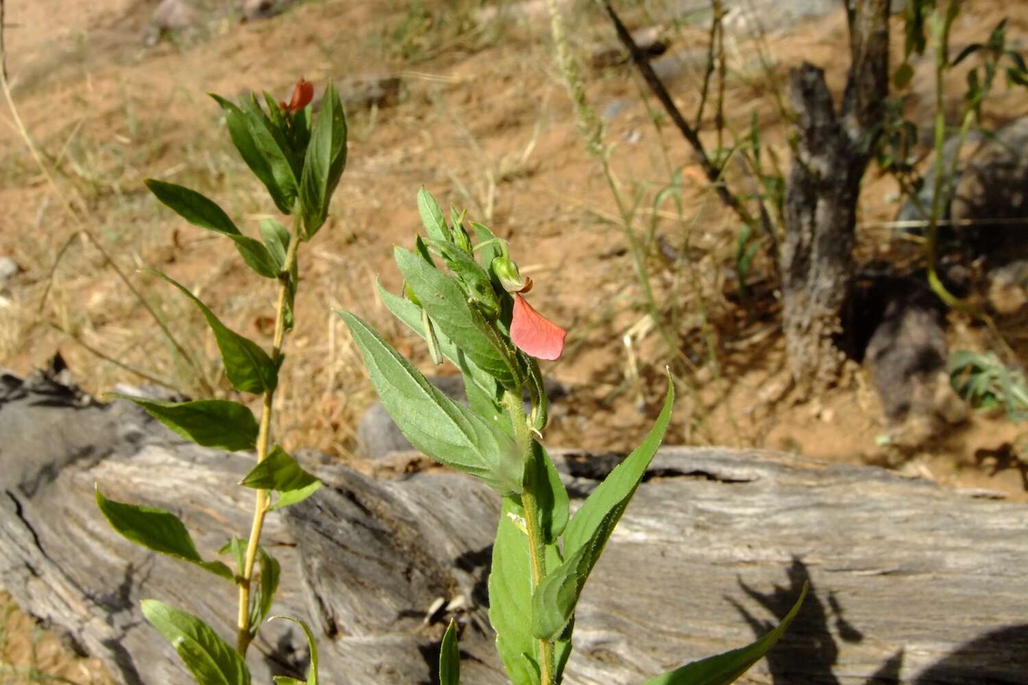 A green plant in front of a dead log.