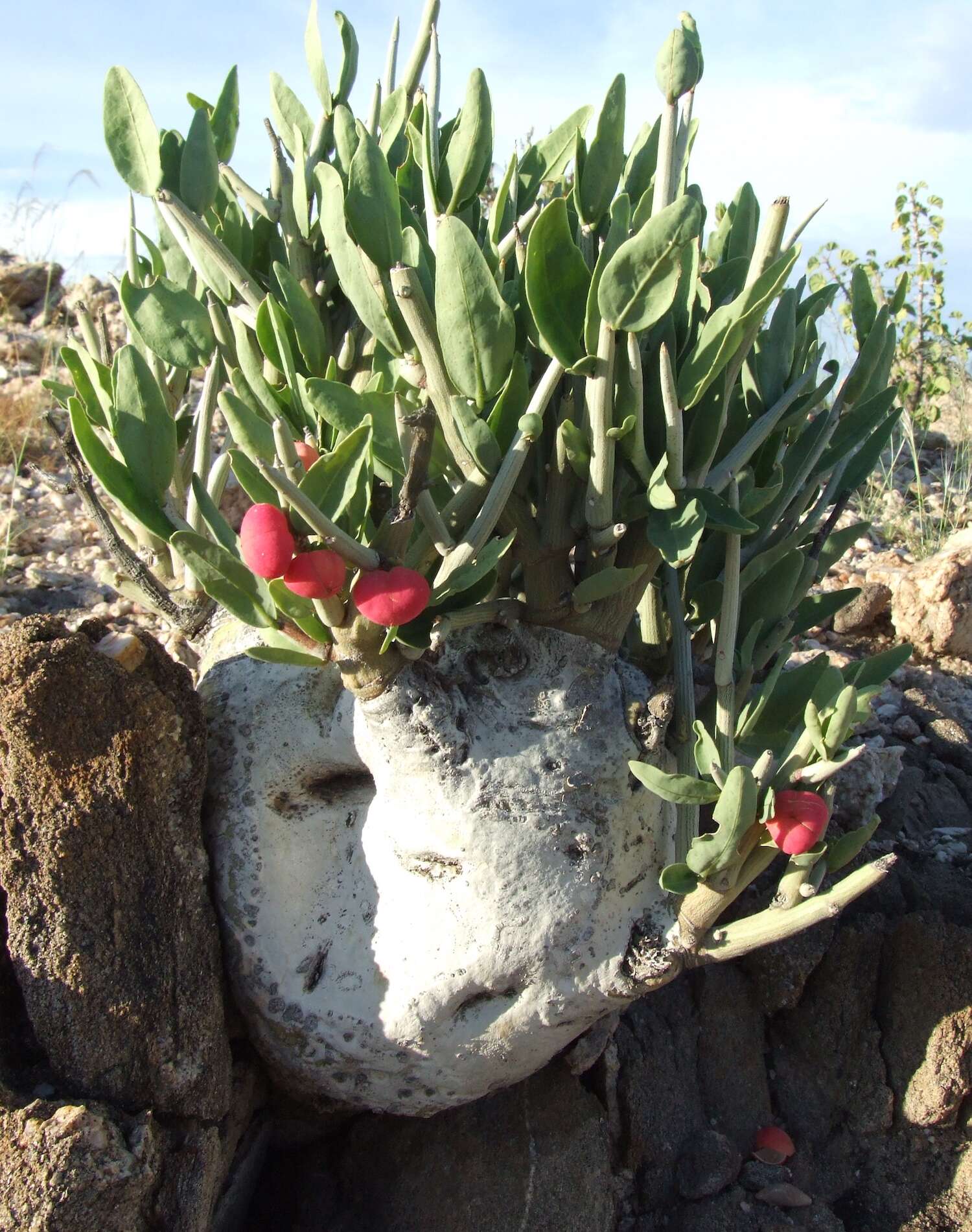 A green plant with a large white base.