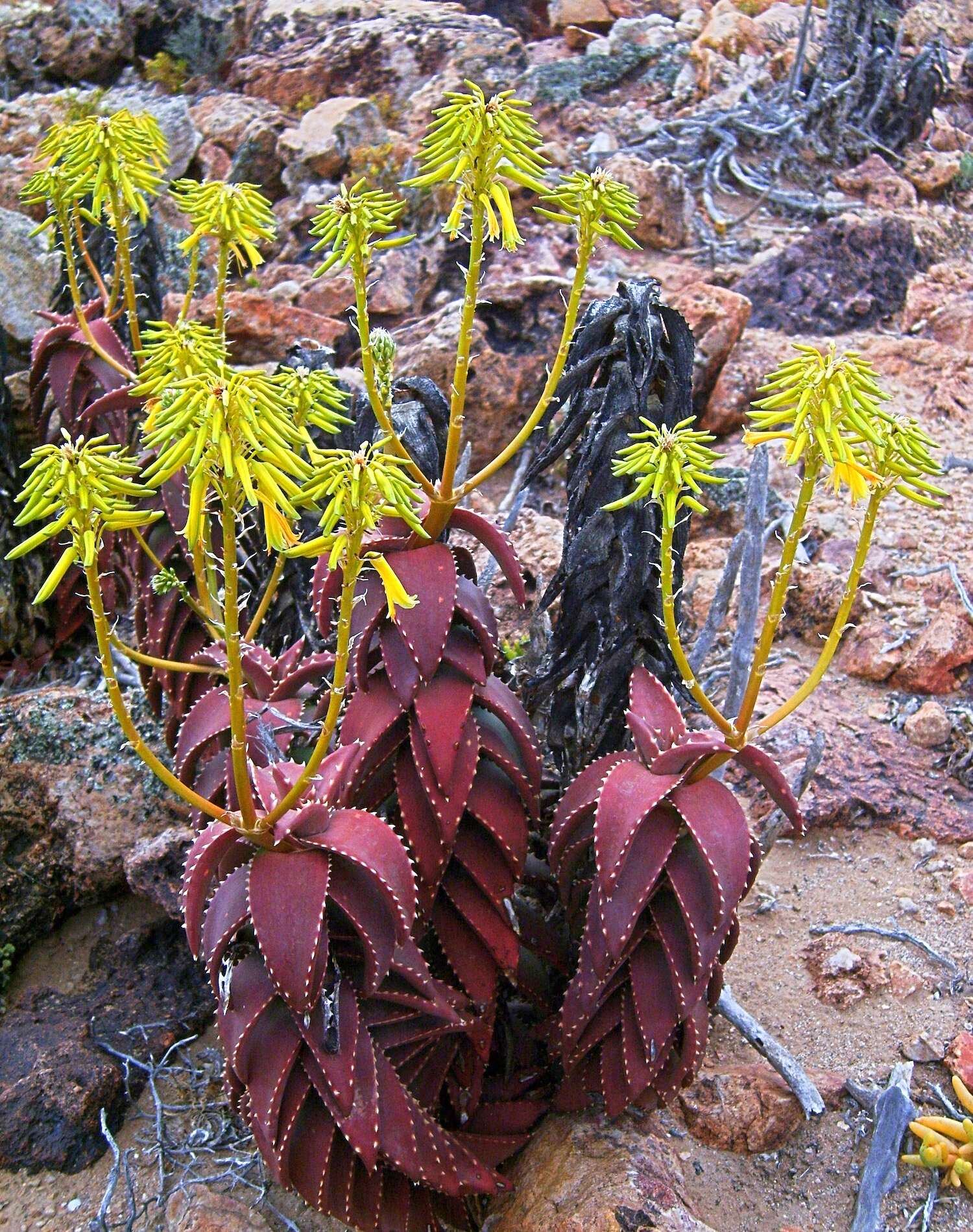 A beautiful plant with red spiky leaves.