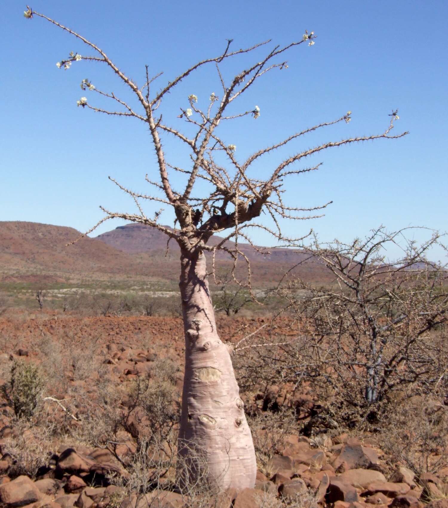 A halfmens with a fat base and spiky branches.