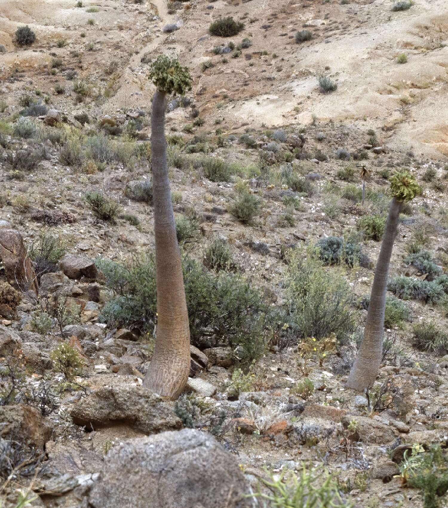 A tall halfmens with a clump of short green leaves on top.