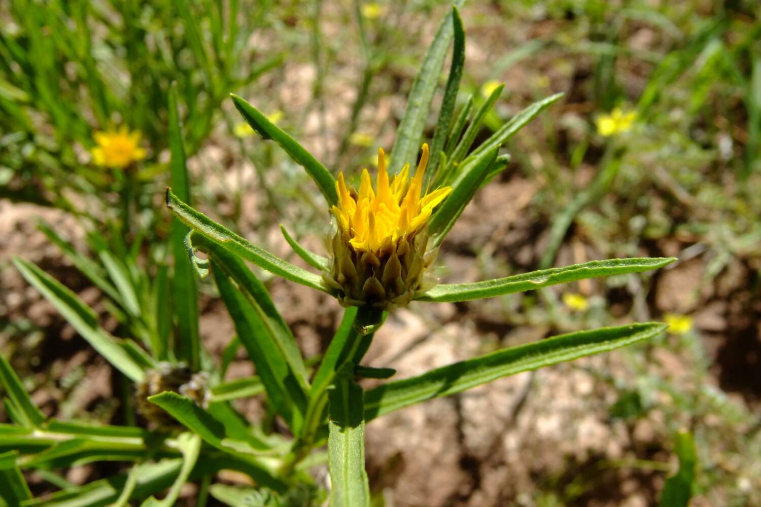 A yellow flower amongst long, narrow leaves.