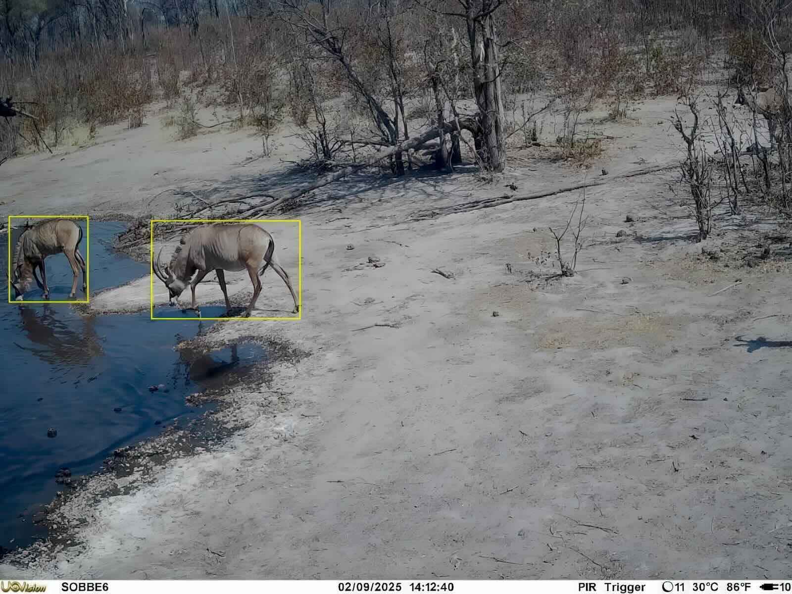 Camera trap image of two antelope at a waterhole.