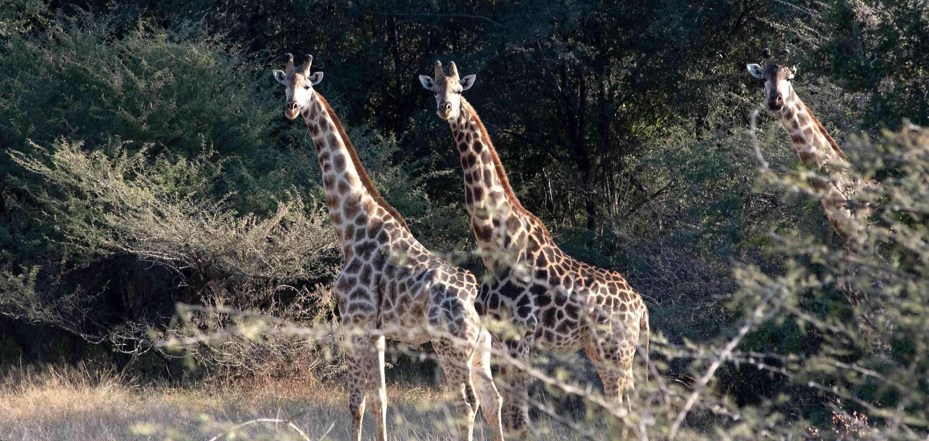Three giraffe in thick bush.