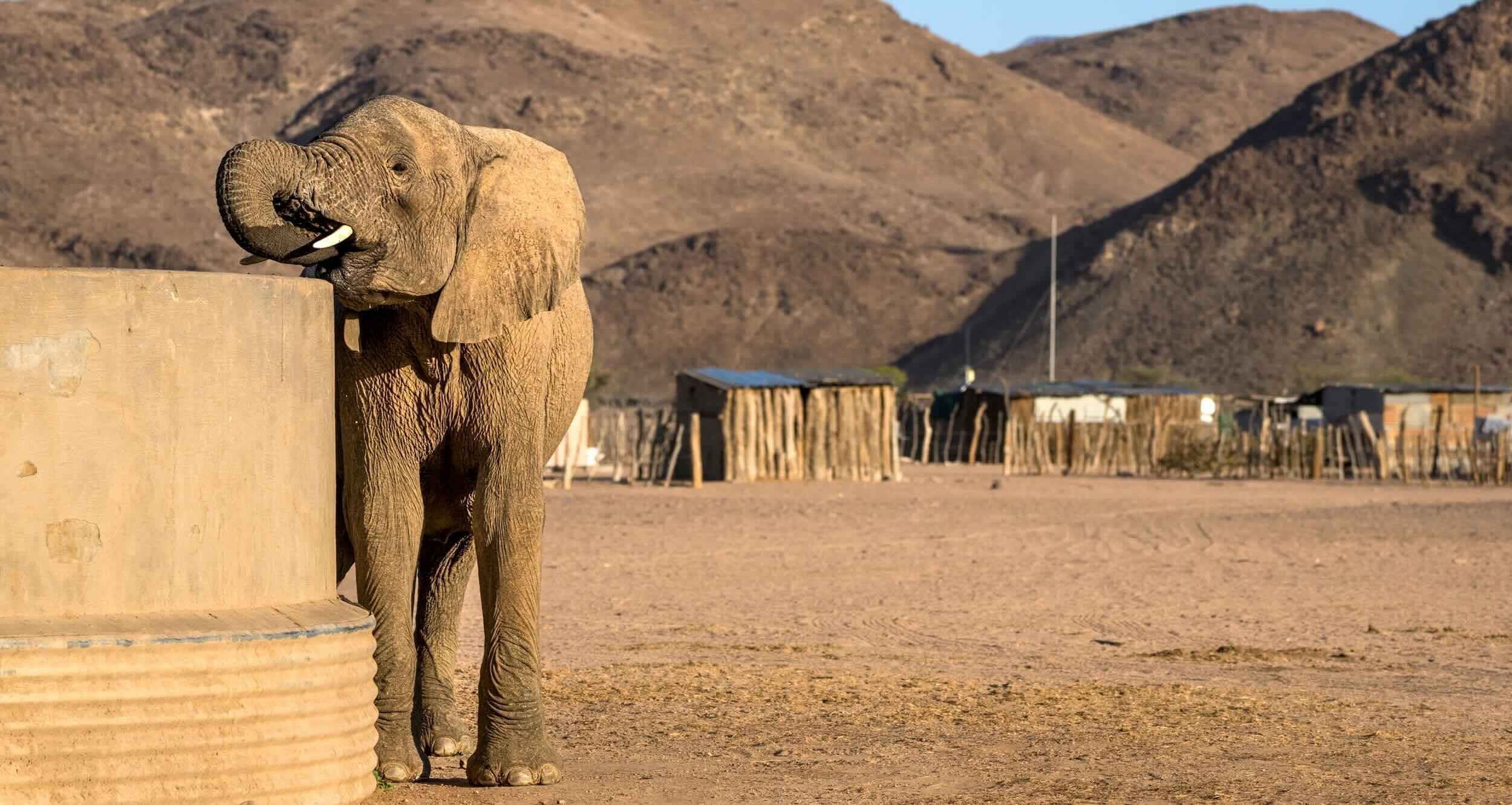 An elephant drinks from a watertank in front of a village.