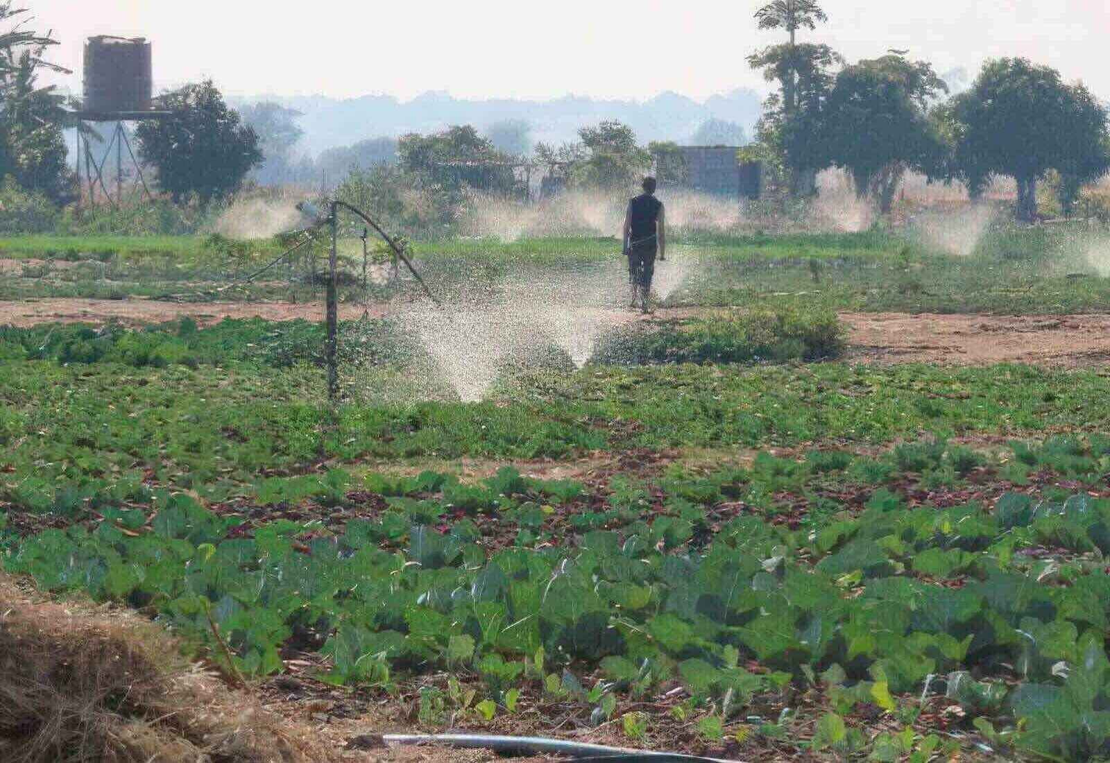 A sprinkler system waters lush green food plants.
