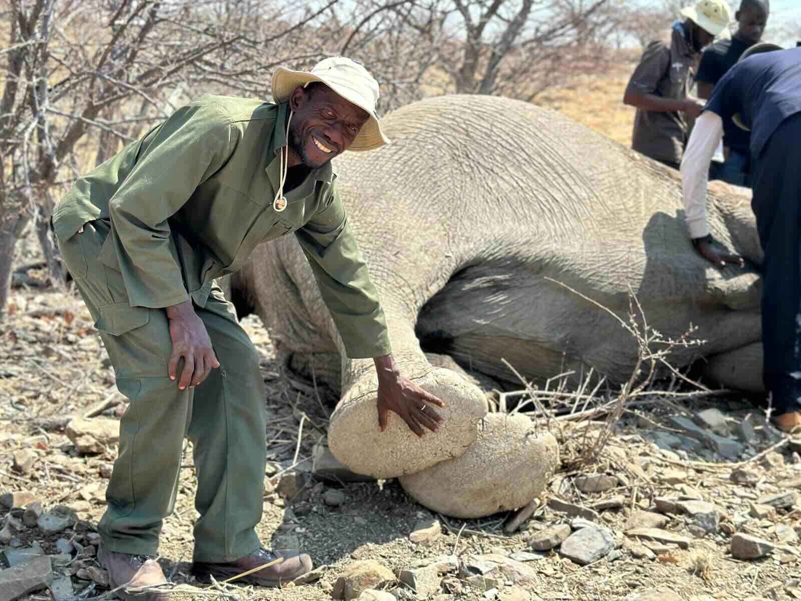 A man poses next to an anaesthetised elephant.