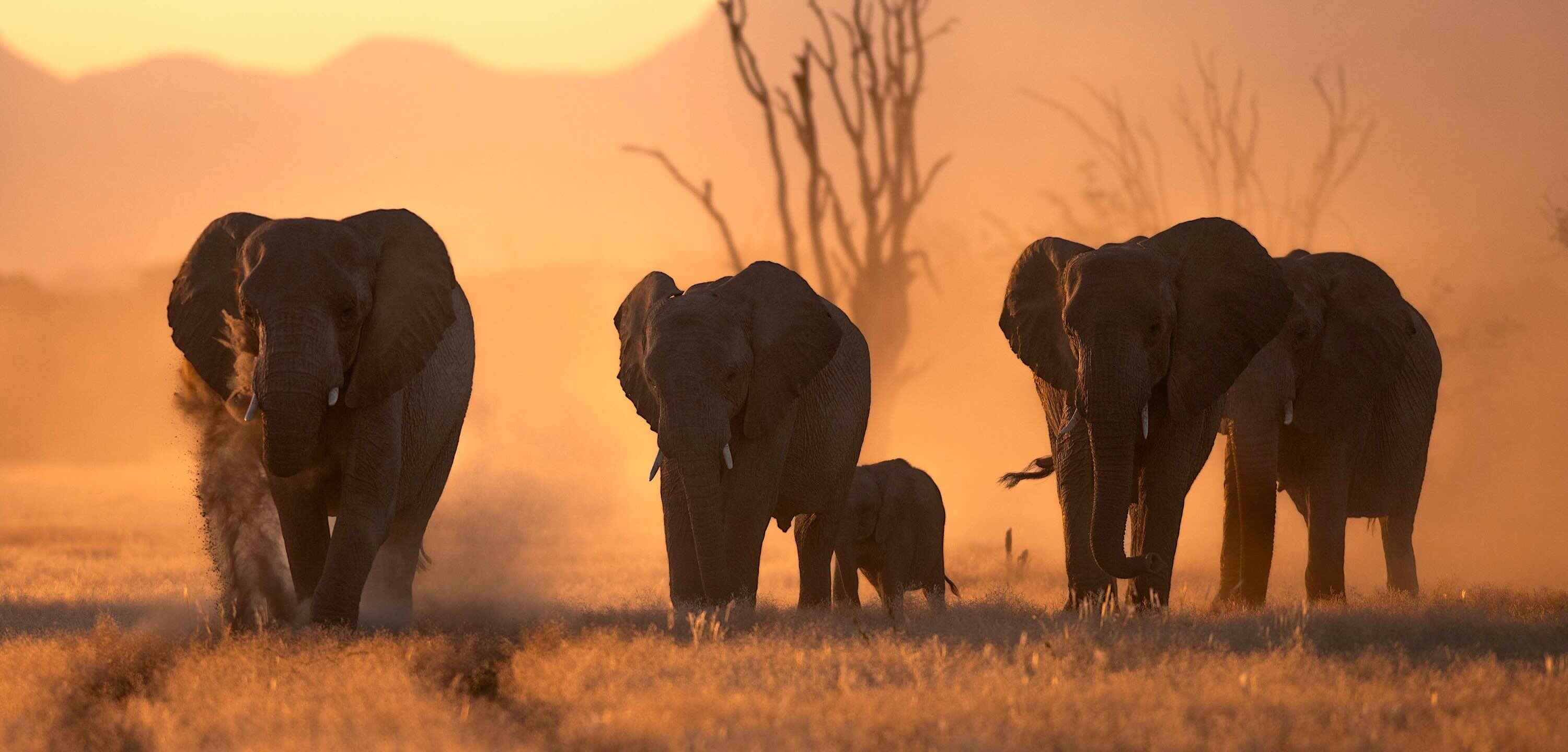 A family of elephants walking through a dusty dry riverbed with the sun low in the sky.