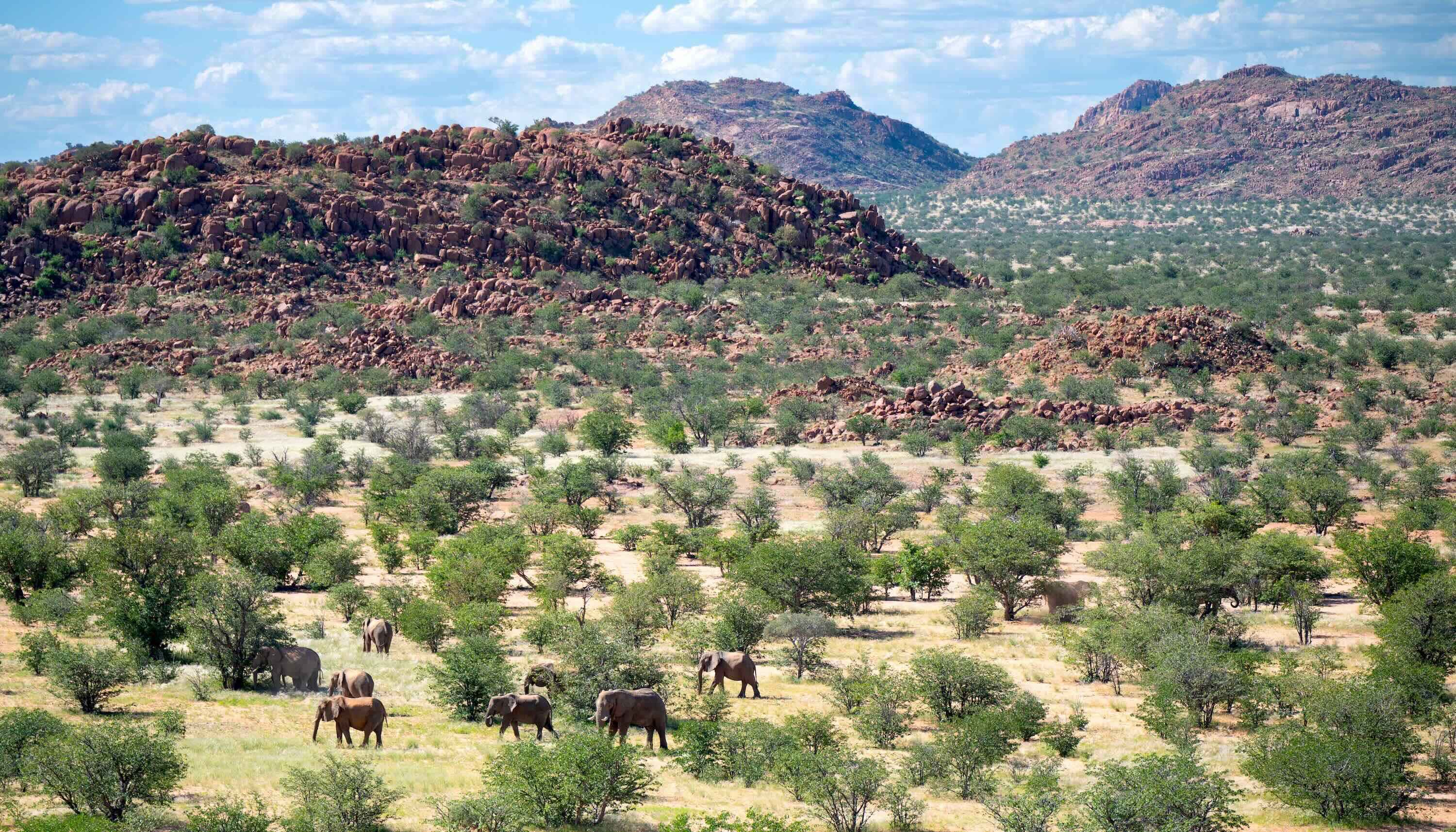 Elephants amongst scattered trees in a wide plain.