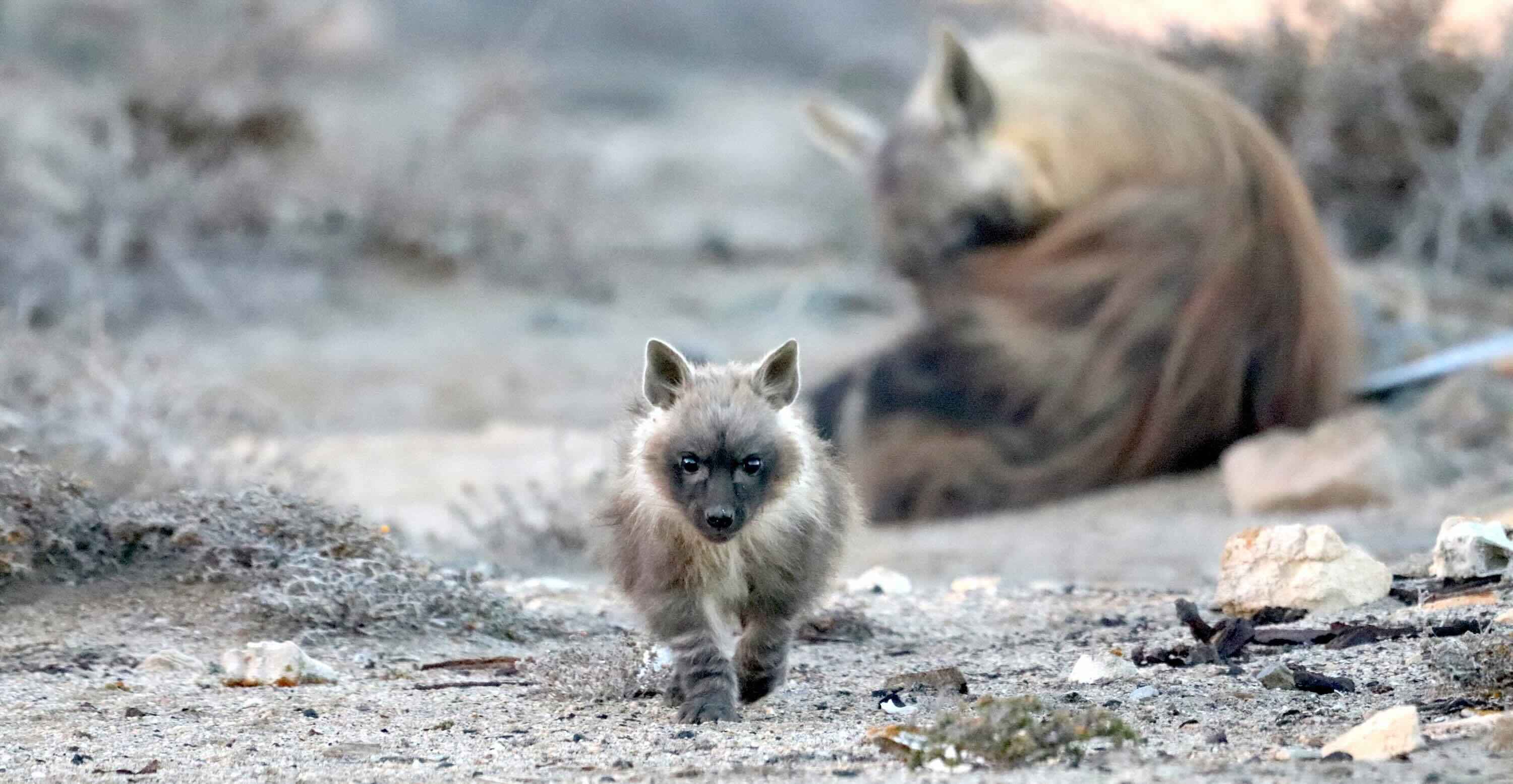 A young brown hyaena walks towards the camera while an adult rests in the background.