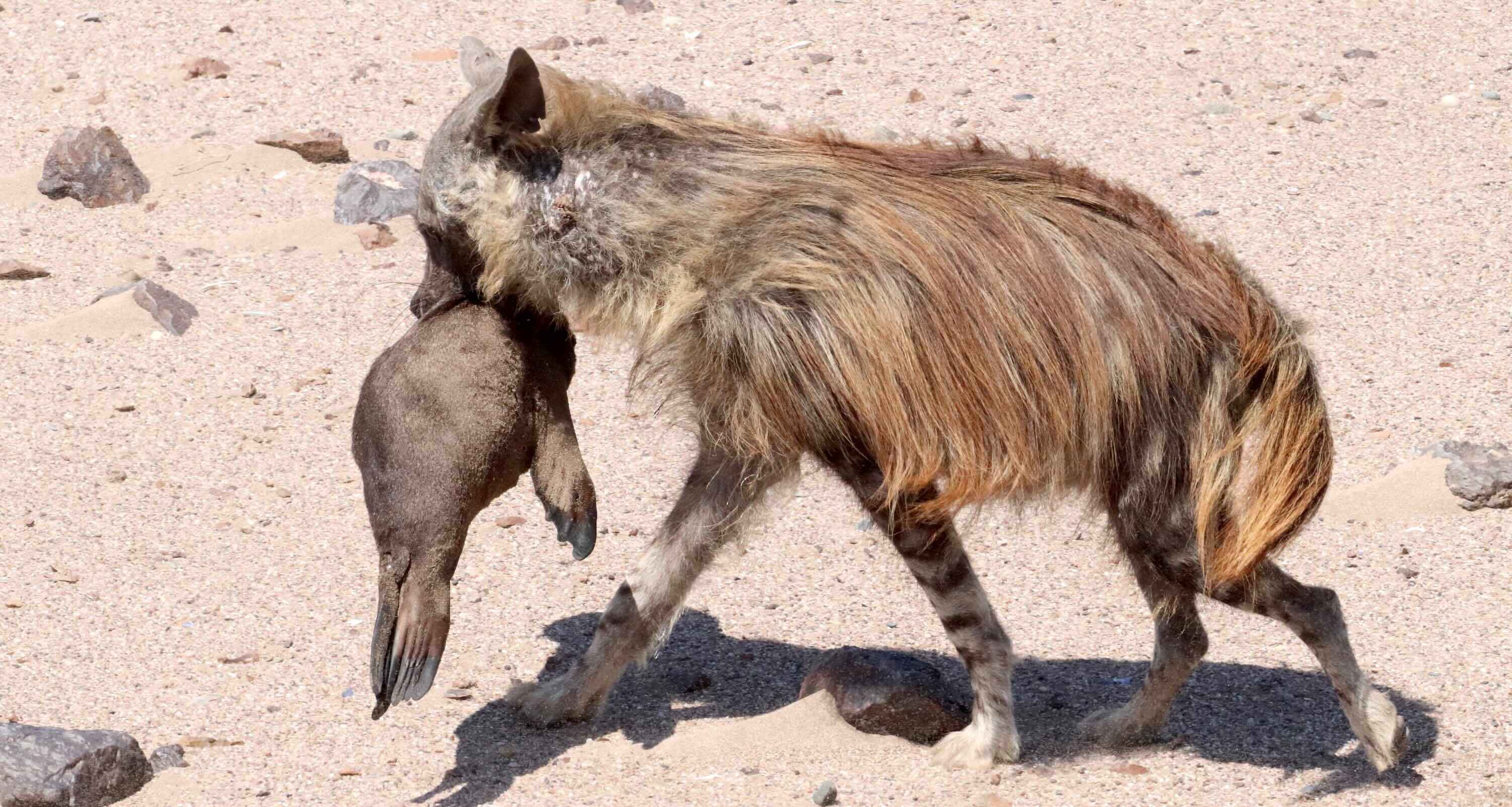 A brown hyaena with a seal pup in its jaws.