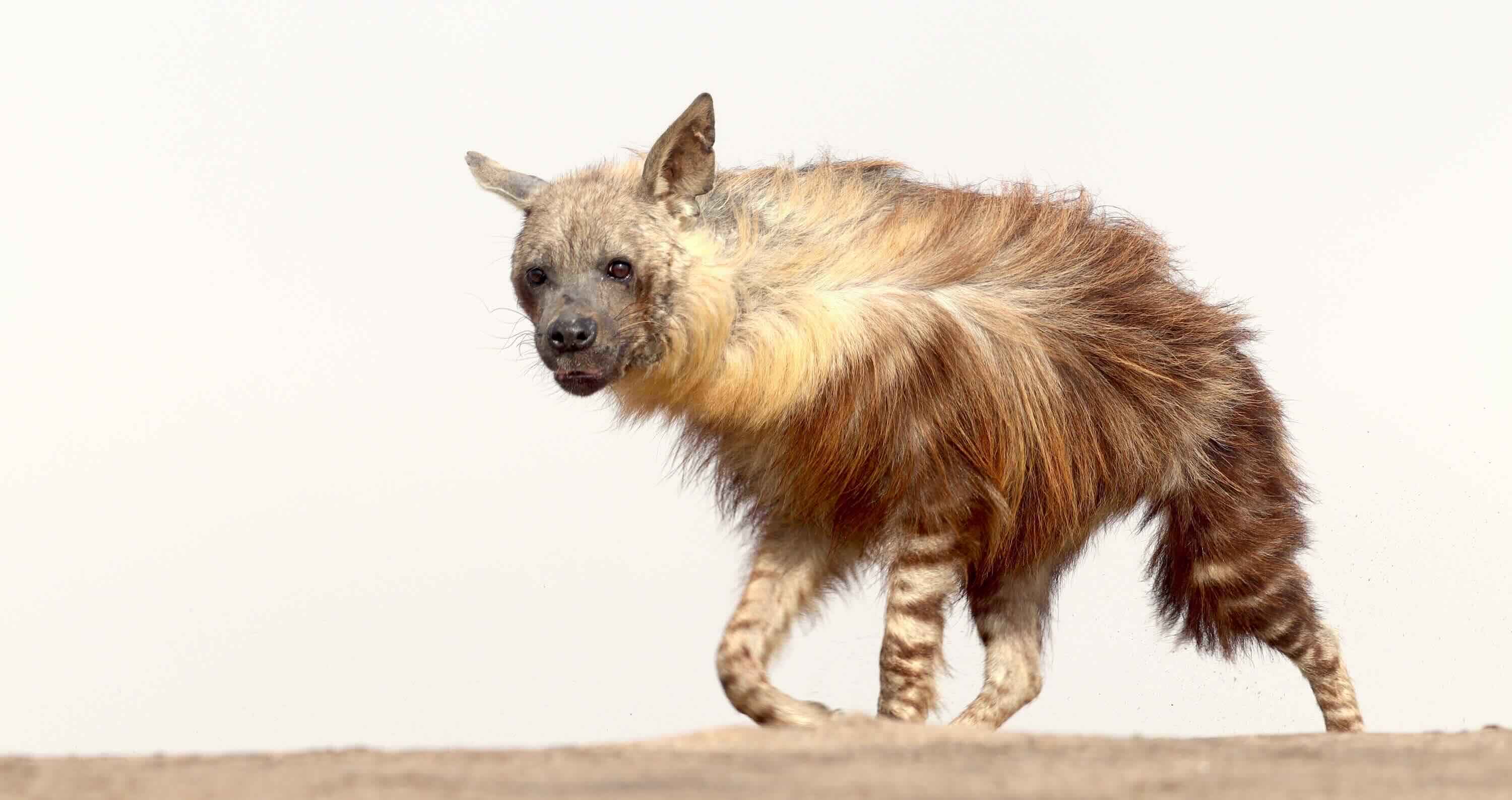 Tivat the brown hyaena.