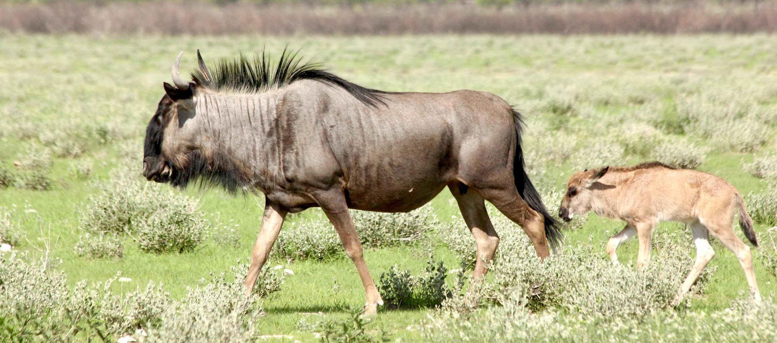 Wildebeest mother and calf.