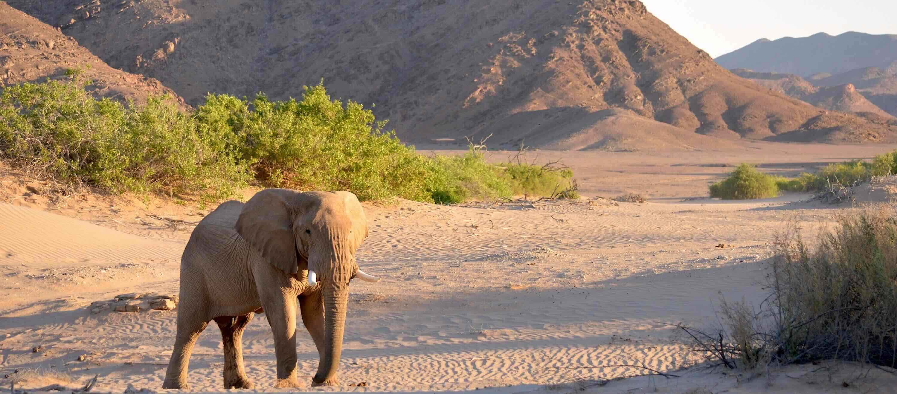 A lone elephant walks along a dry, sandy riverbed.