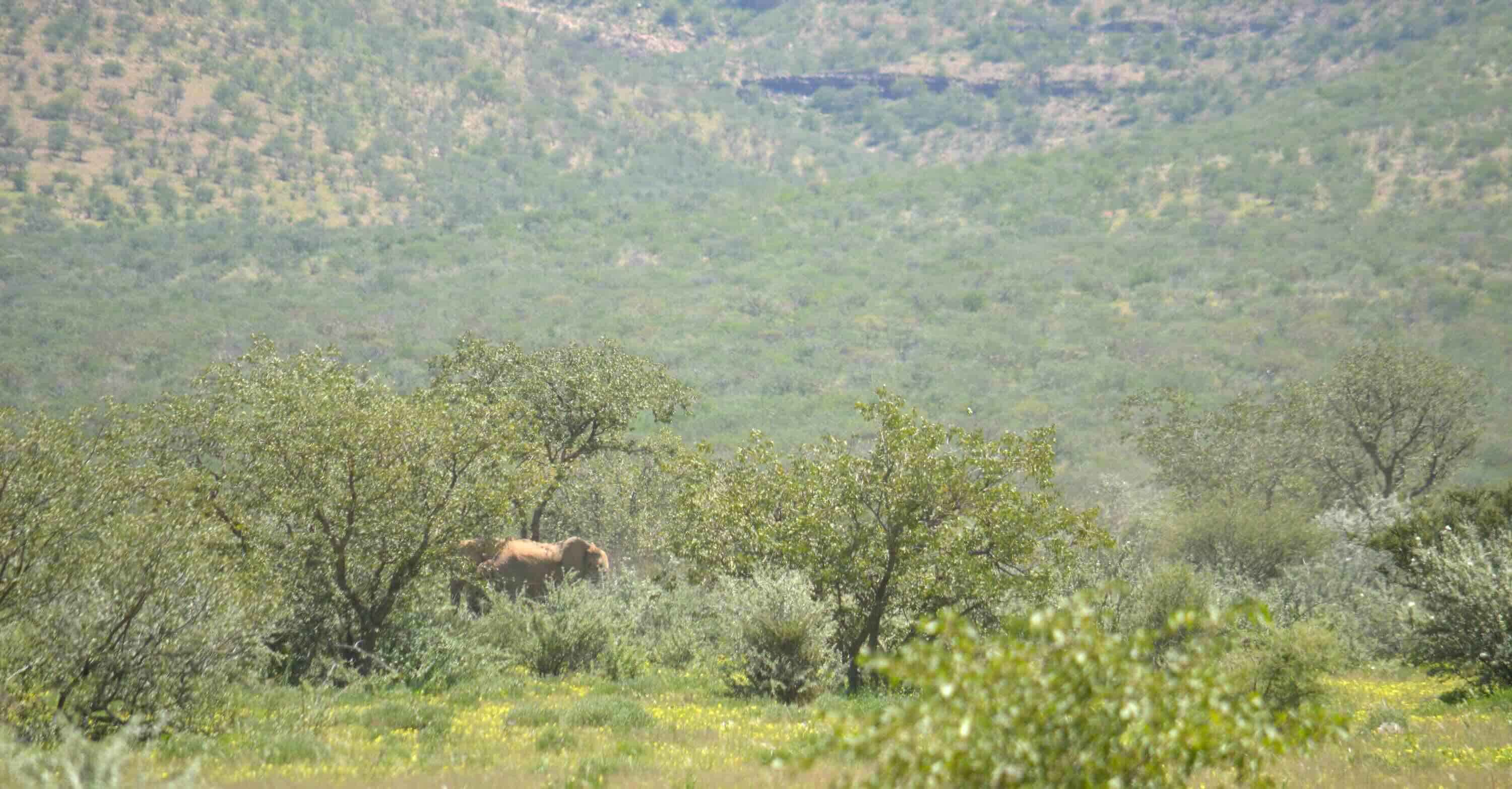 Elephants well hidden in thick bush.