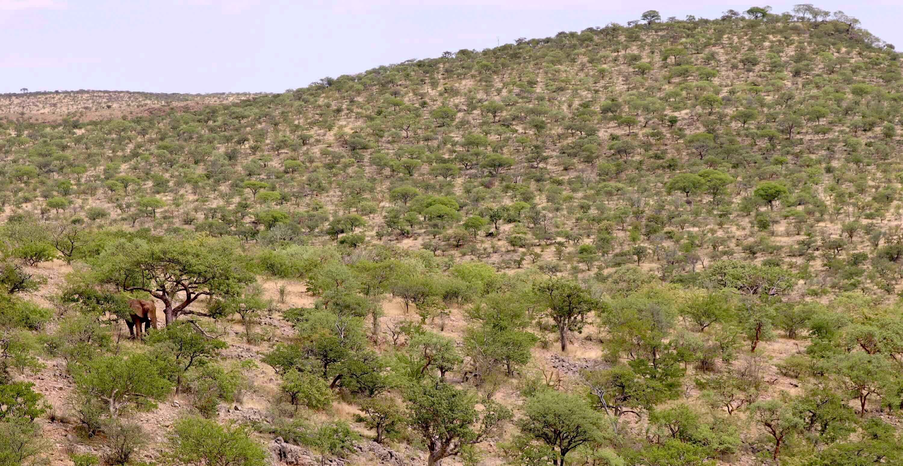 A single elephant hidden among the trees on a hillside.