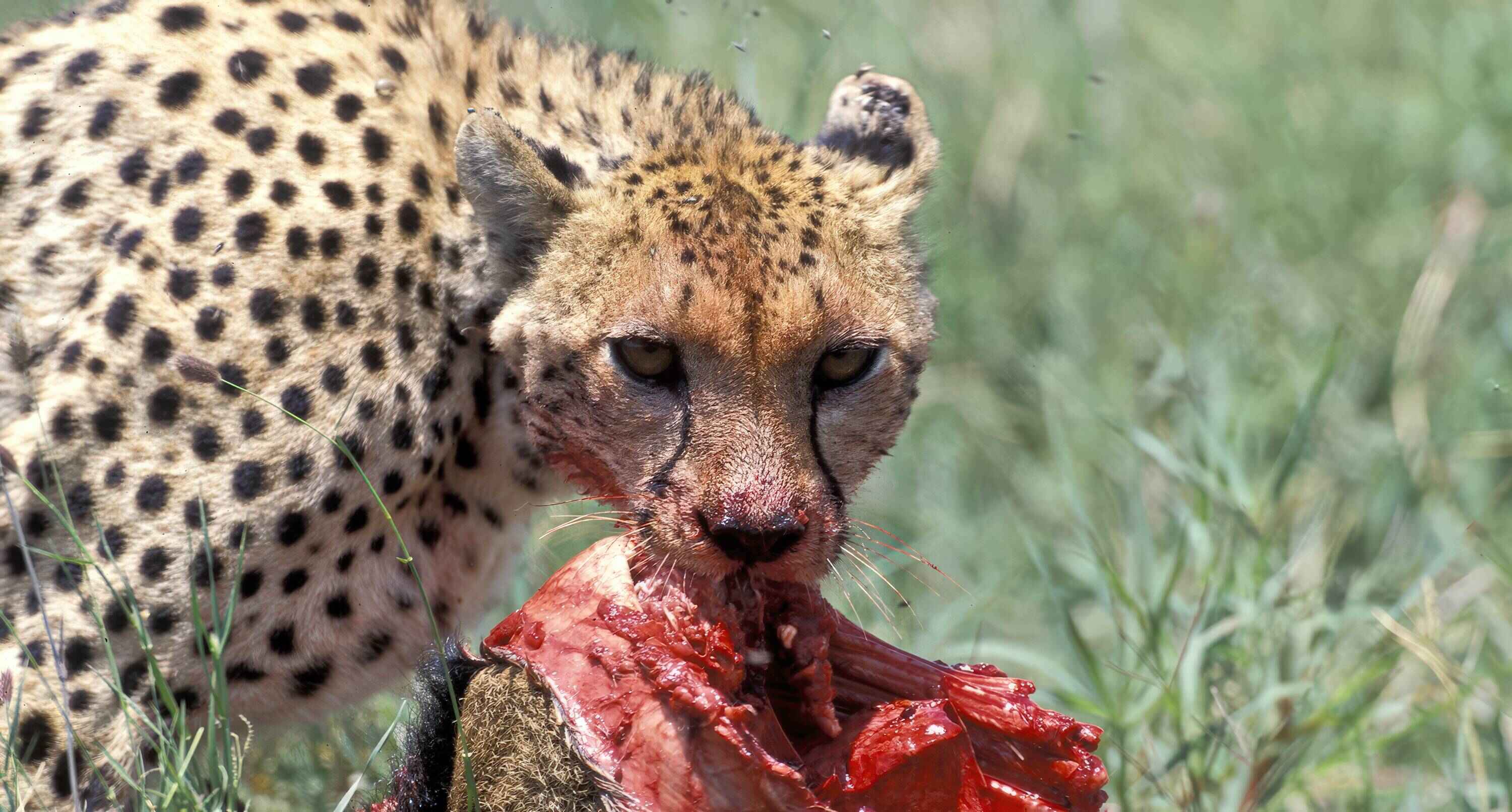 Close-up of a cheetah feeding on the meat of its prey.