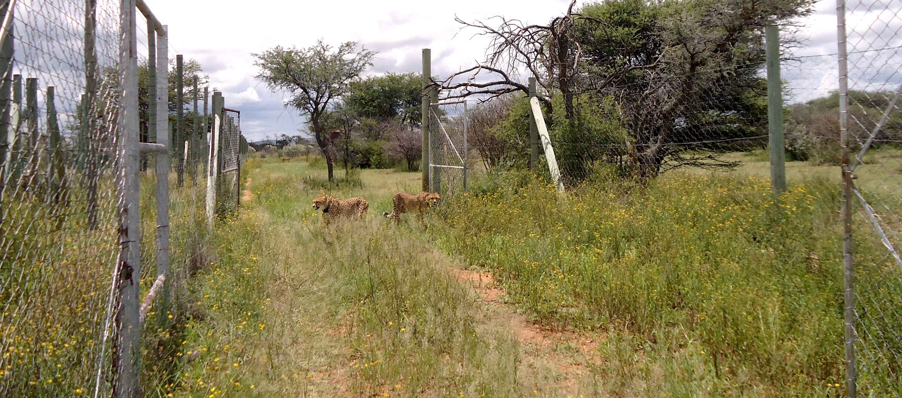 Two cheetahs wearing satellite collars approach an open gate.