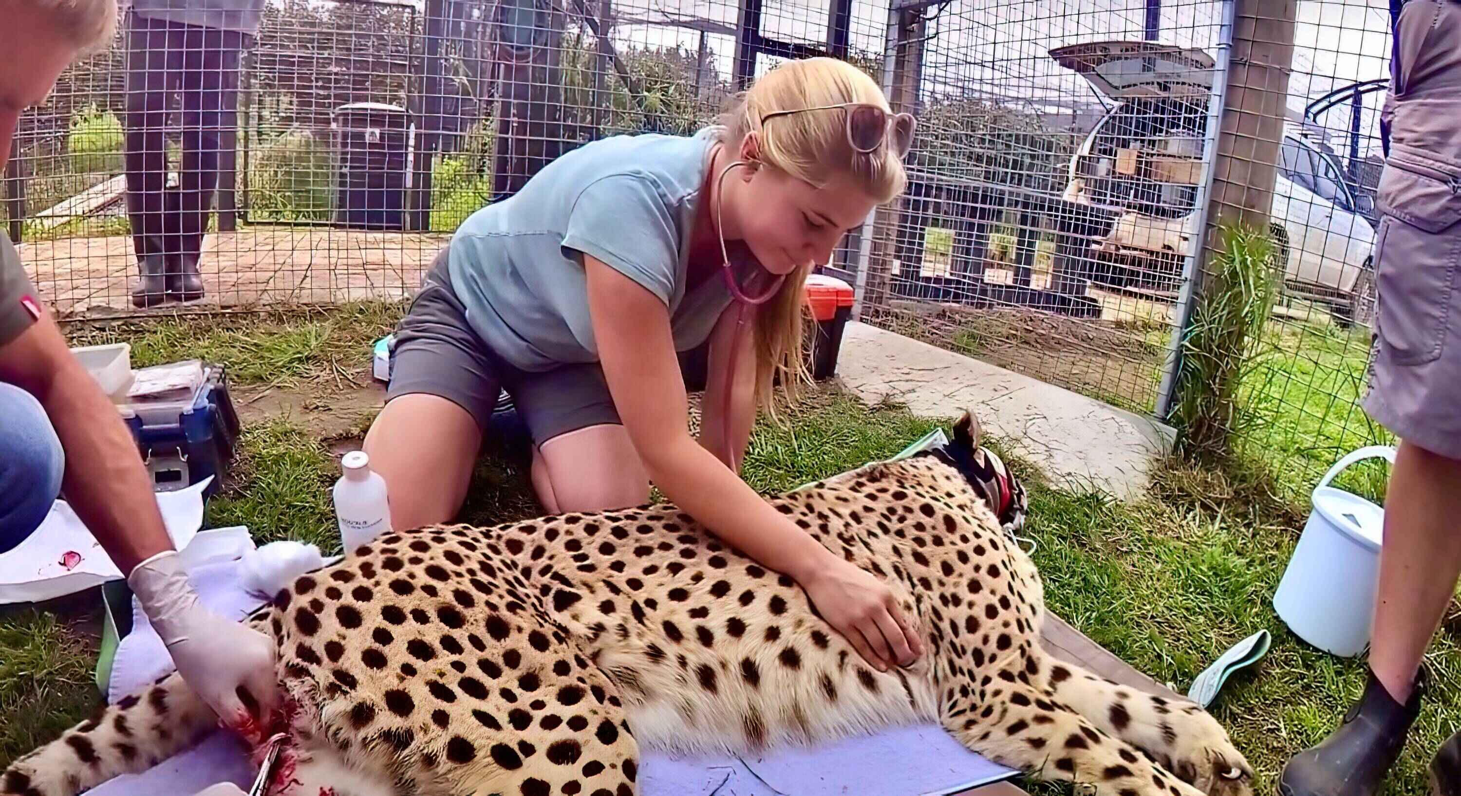 A woman kneels beside an anaesthetised cheetah.