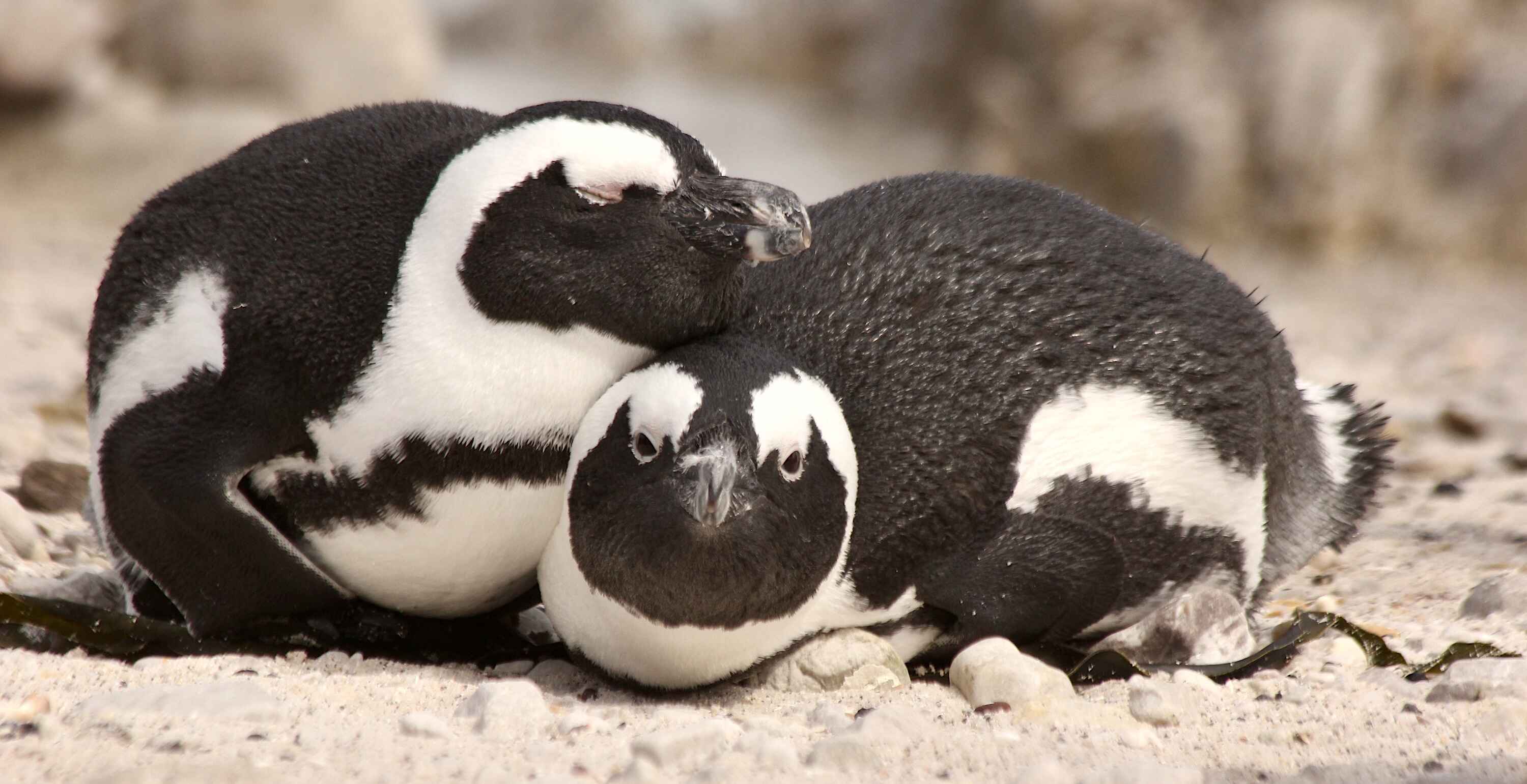 Two penguins in a huddle.