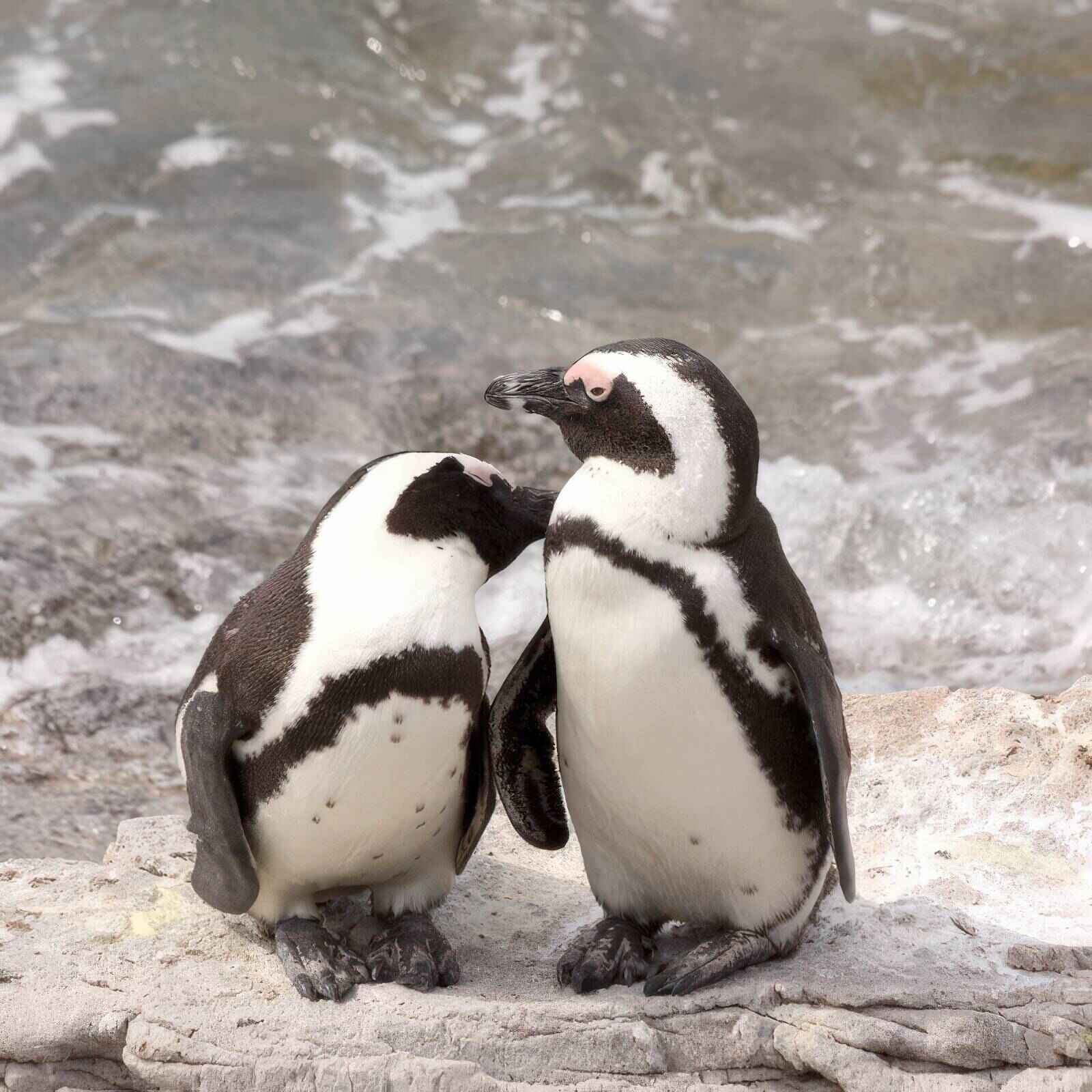 Two African penguins on a rock with the ocean behind them.