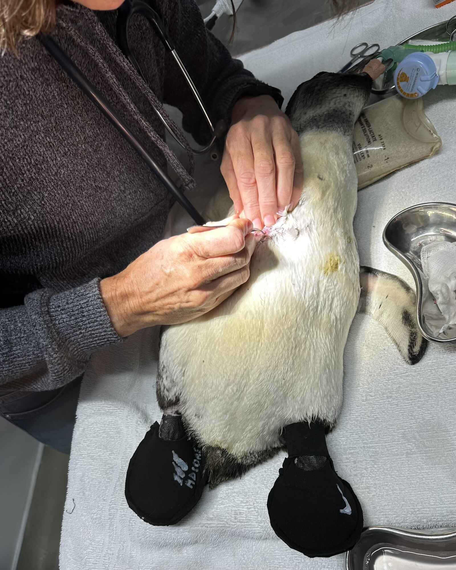 A woman works on an anaesthetised penguin.