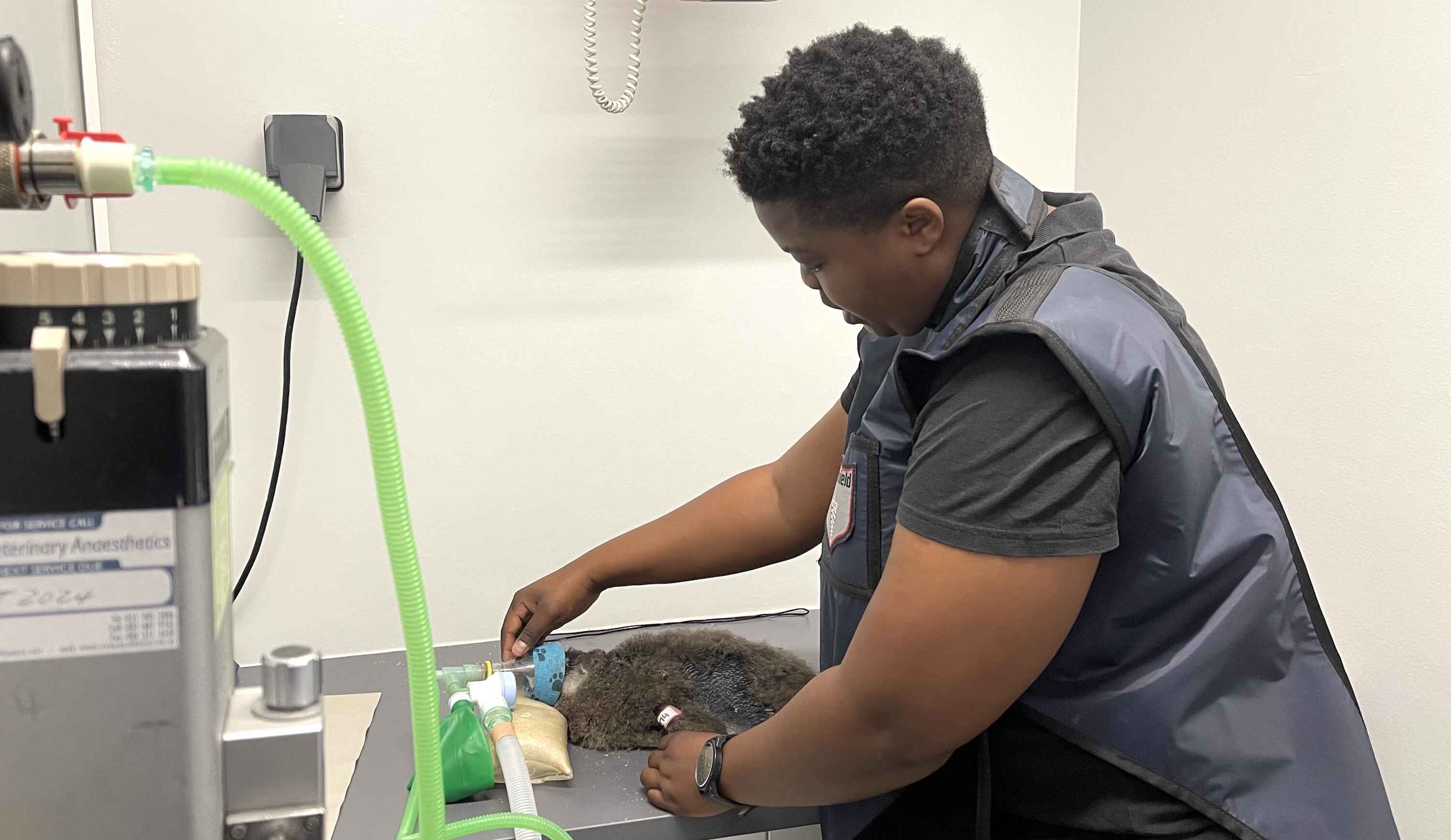 A woman works with an anaesthetised penguin in a clinic.