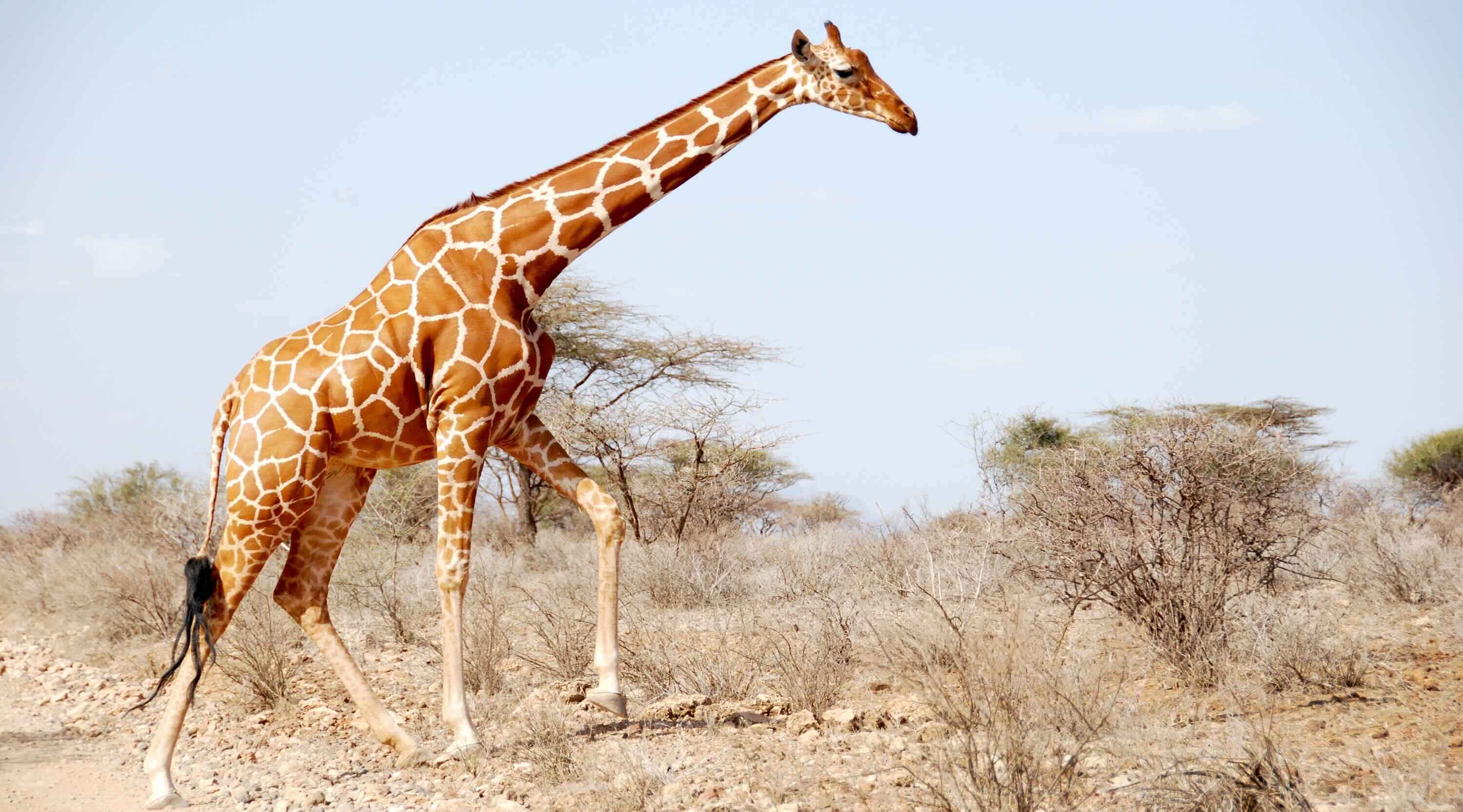 Side view of a giraffe walking over rocky ground against a pale blue sky.