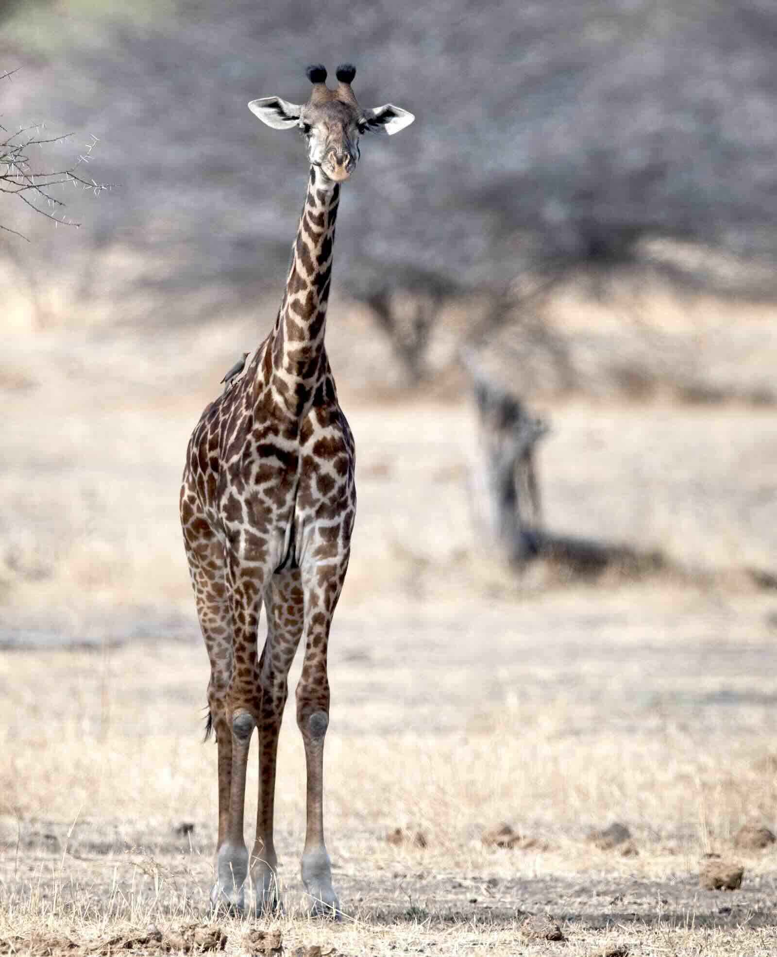 Front view of a Masaai giraffe.