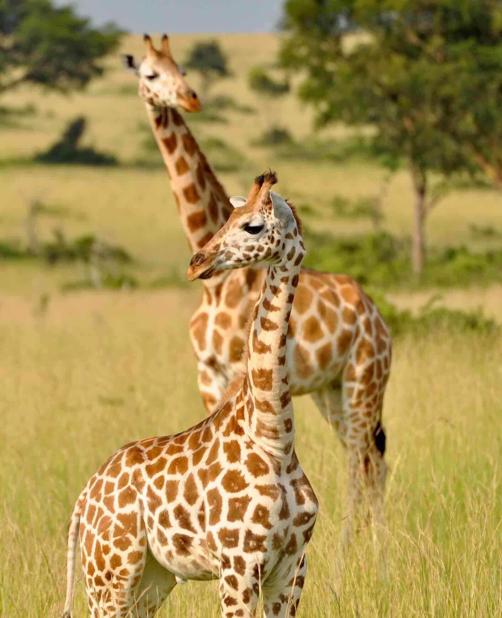 Mother and child giraffe in a green grassy field.