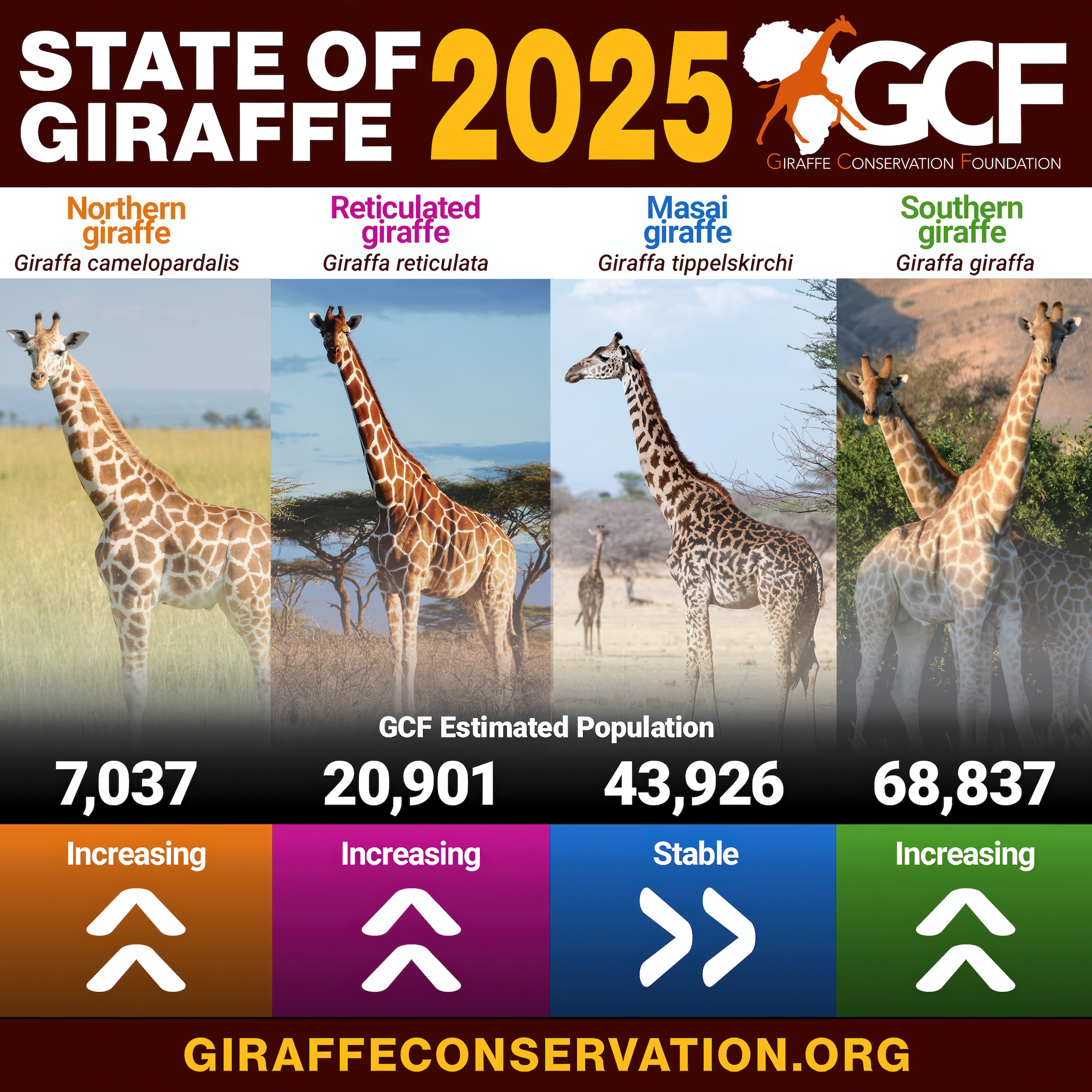 Infographic showing the current population estimates and trends for the four giraffe species.