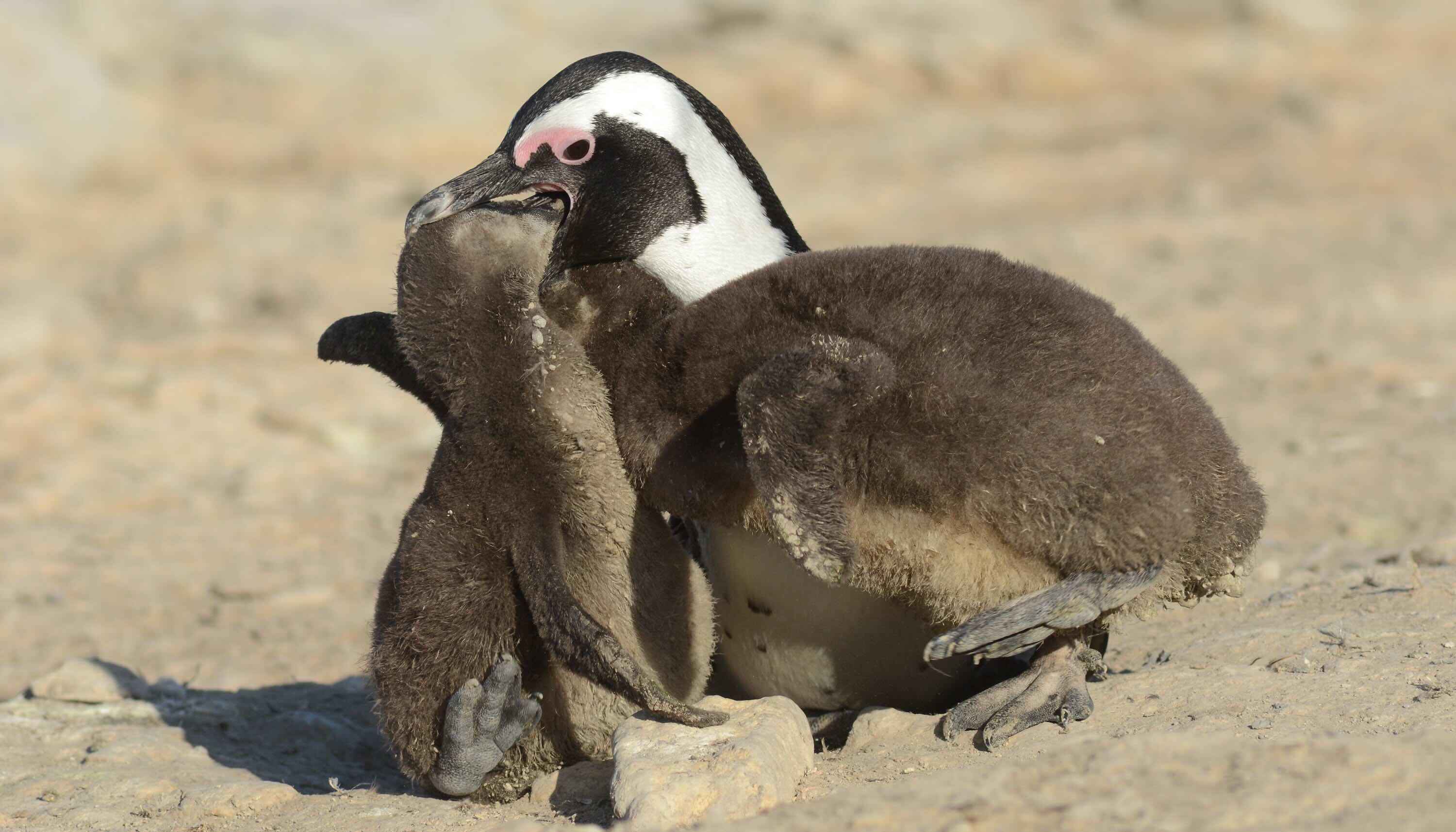 An African penguin feeding its chicks.