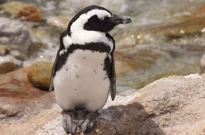 Closeup of an African penguin.