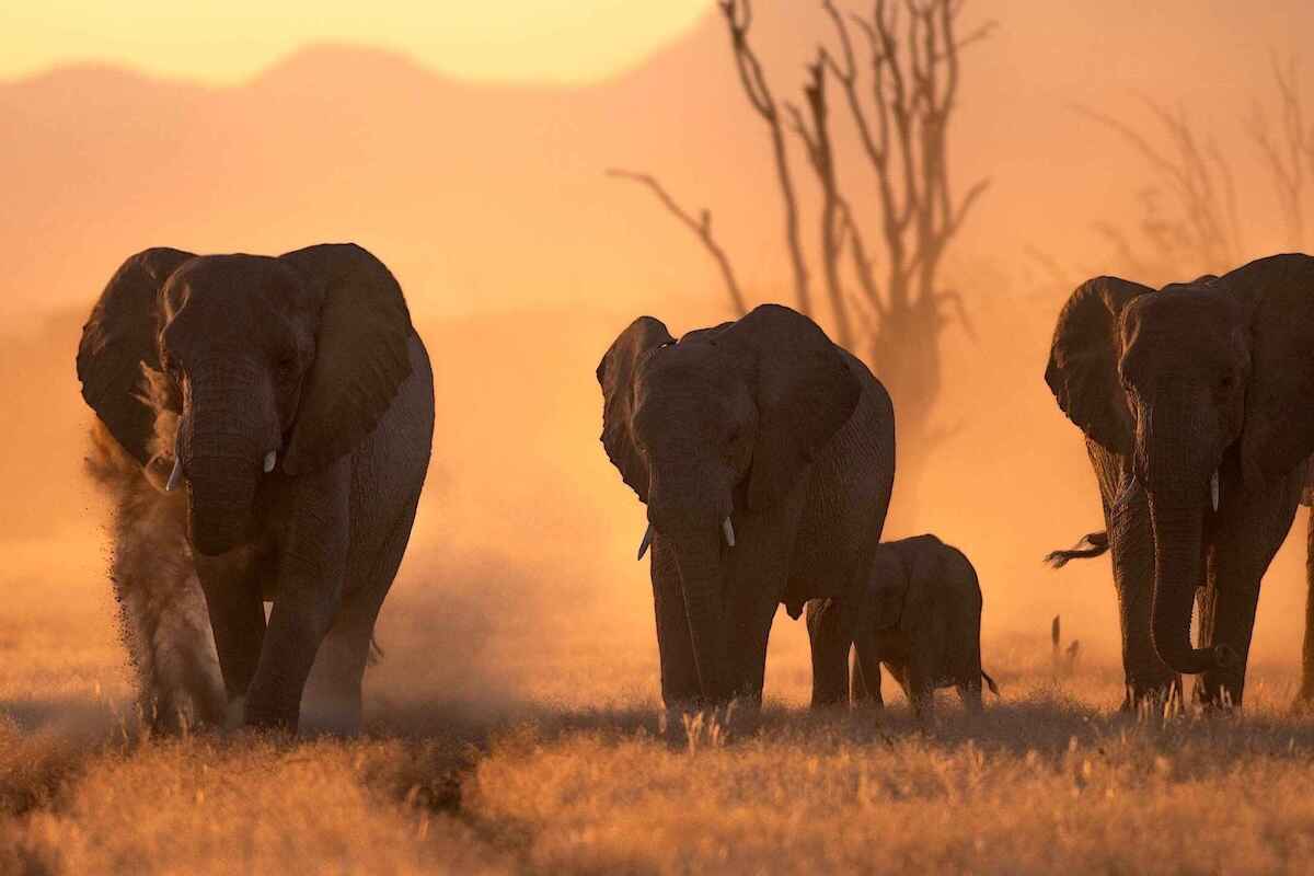 A family of elephants walking through a dusty dry riverbed with the sun low in the sky.