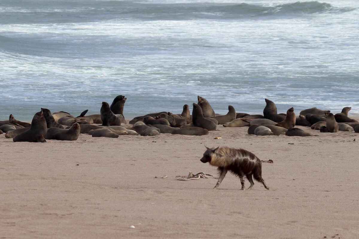 A brown hyaena stalks along a beach while seals rest in the background.