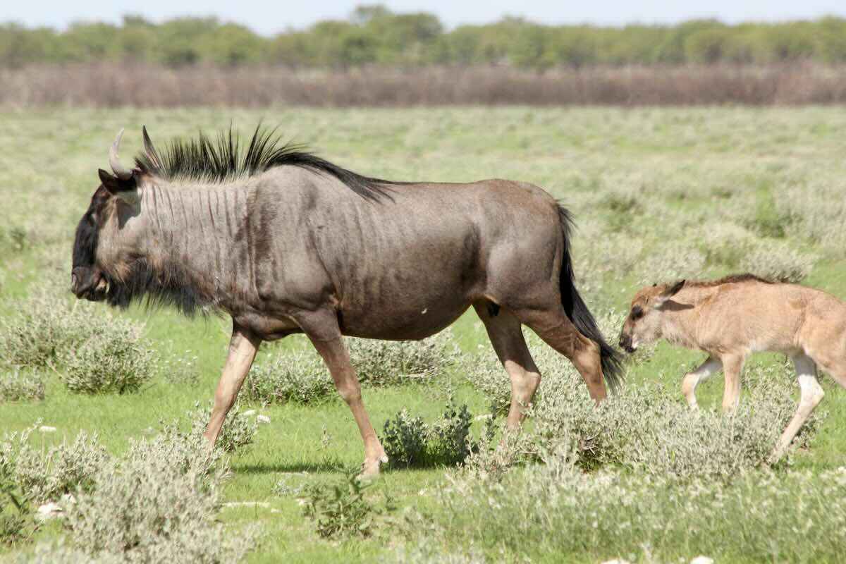 Wildebeest mother and calf.