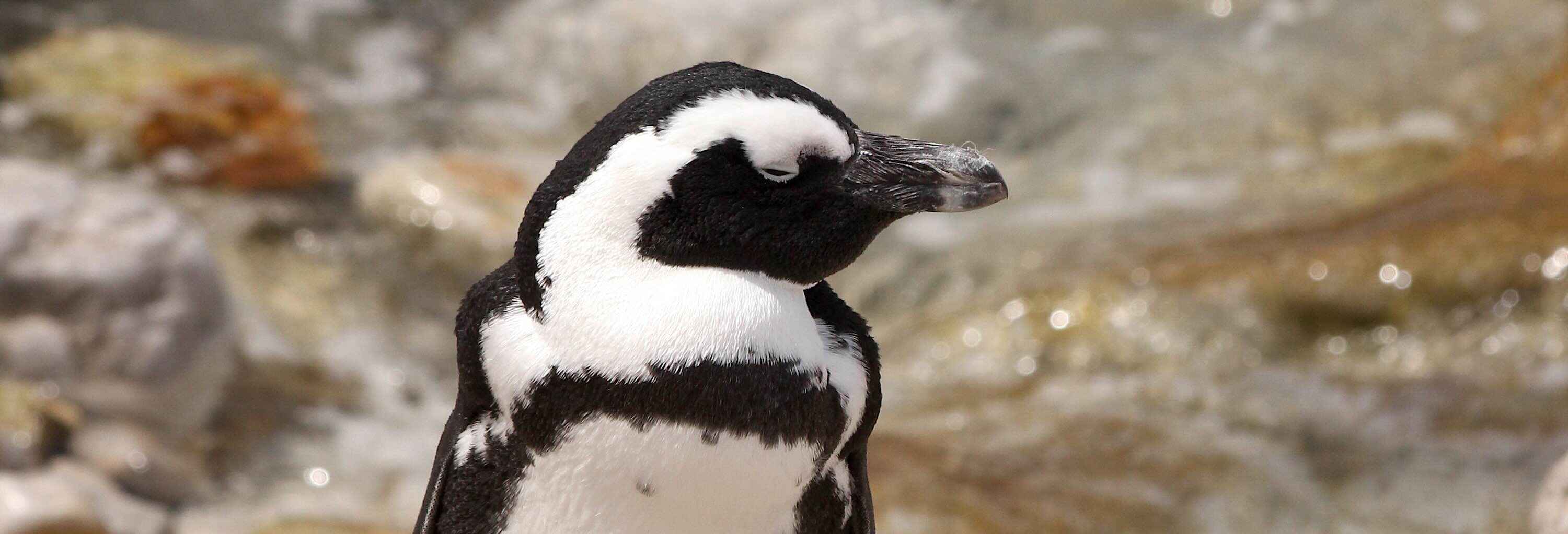 Close-up of an African penguin standing on a rock.