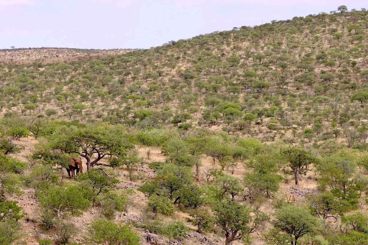 A single elephant hidden among the trees on a hillside.
