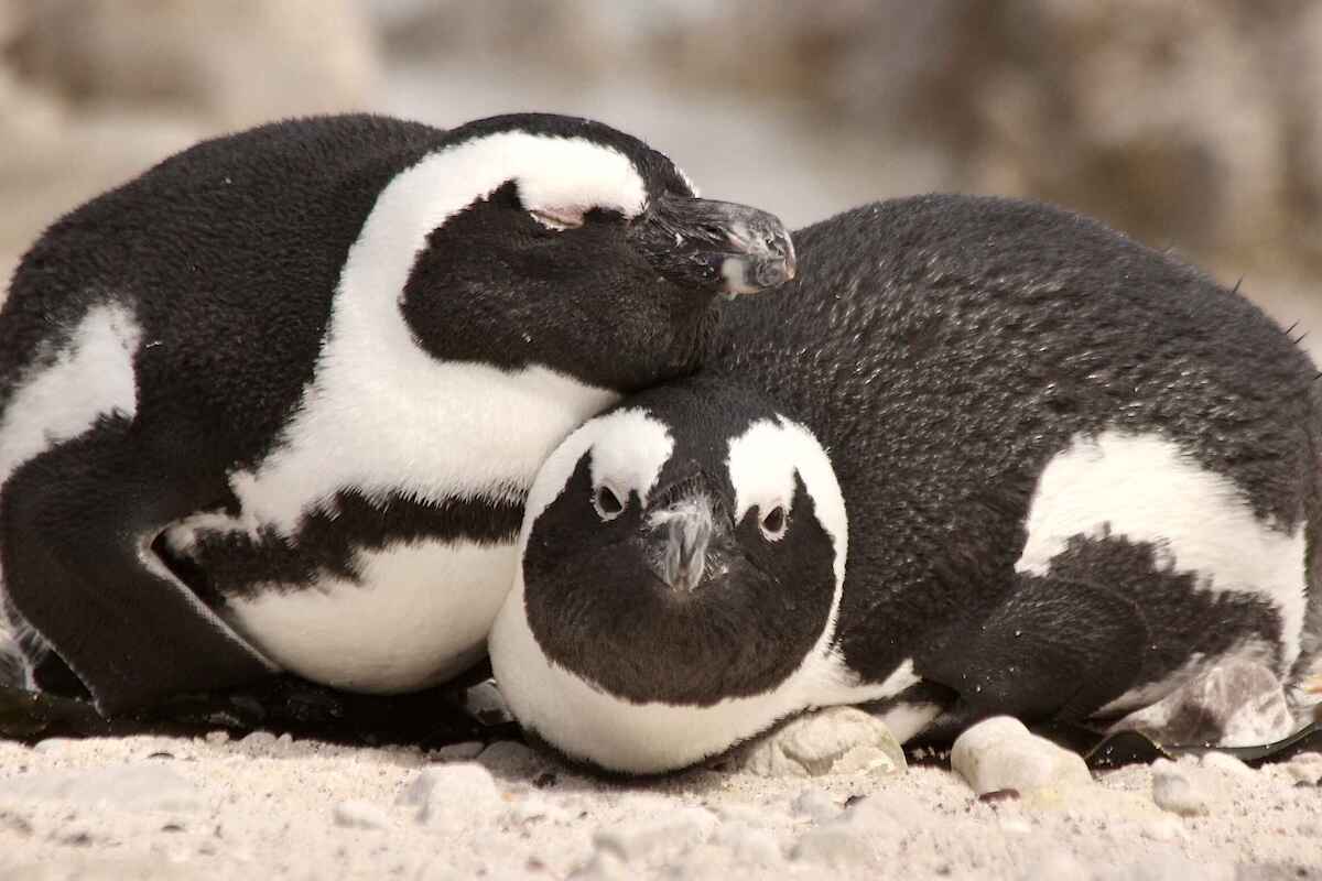Two penguins in a huddle.