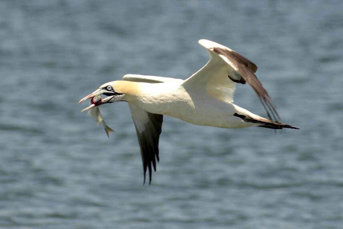 A white seabird in flight with a fish clutched in its beak.