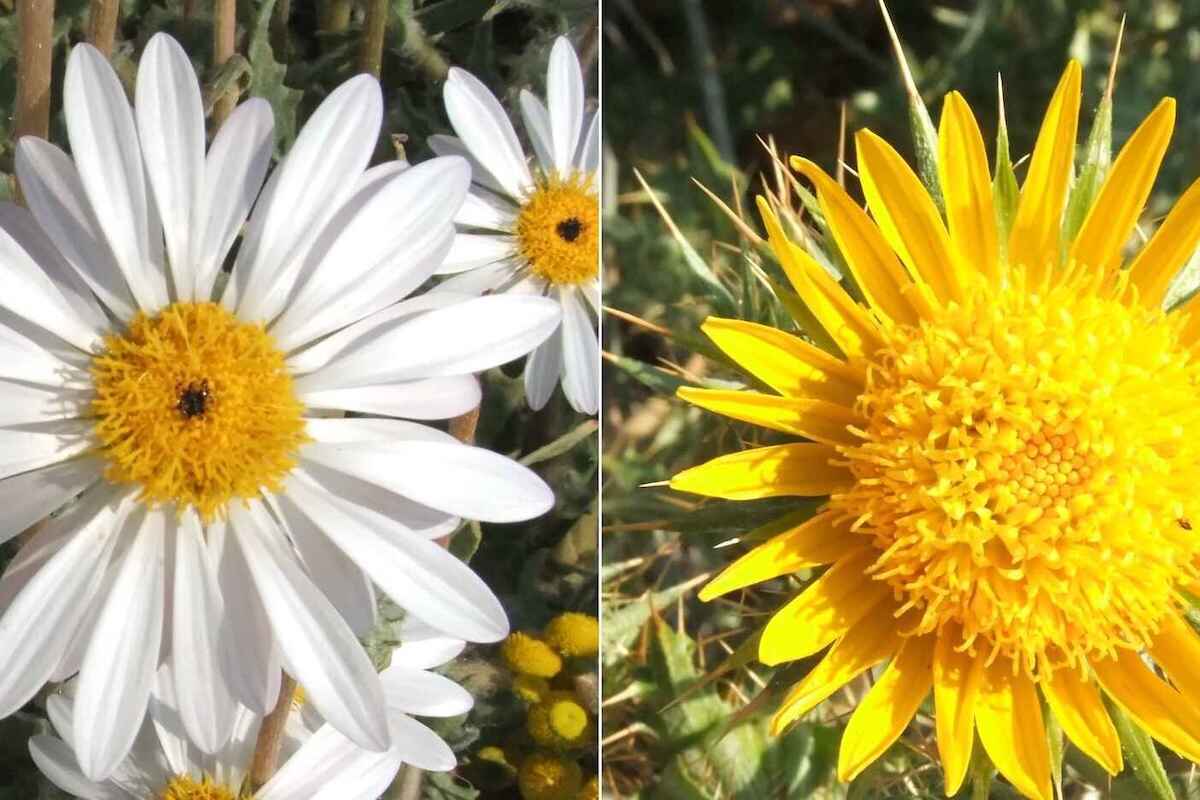 Three close-up images of Namibian flowers.