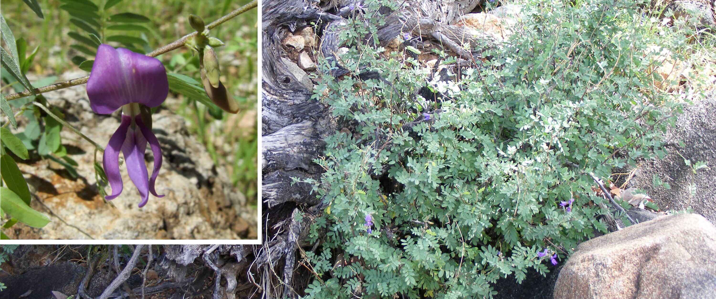 A green plant with purple flowers.