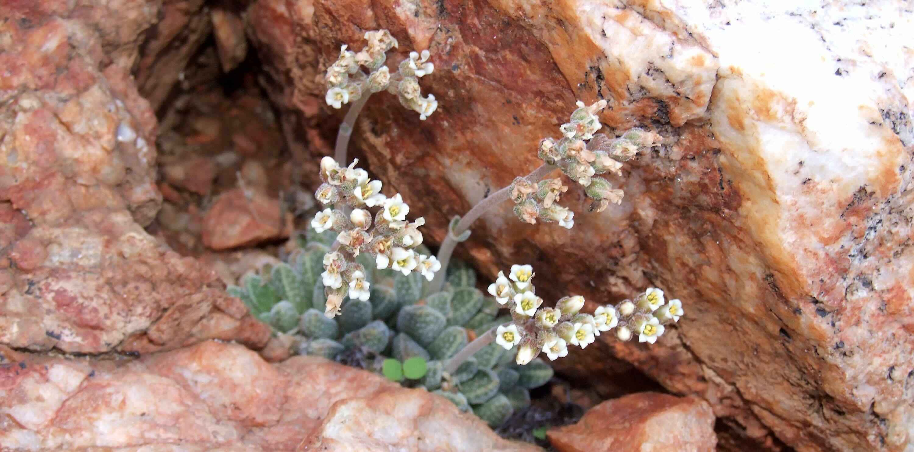 A small flowing plant living in a crack in a rock.