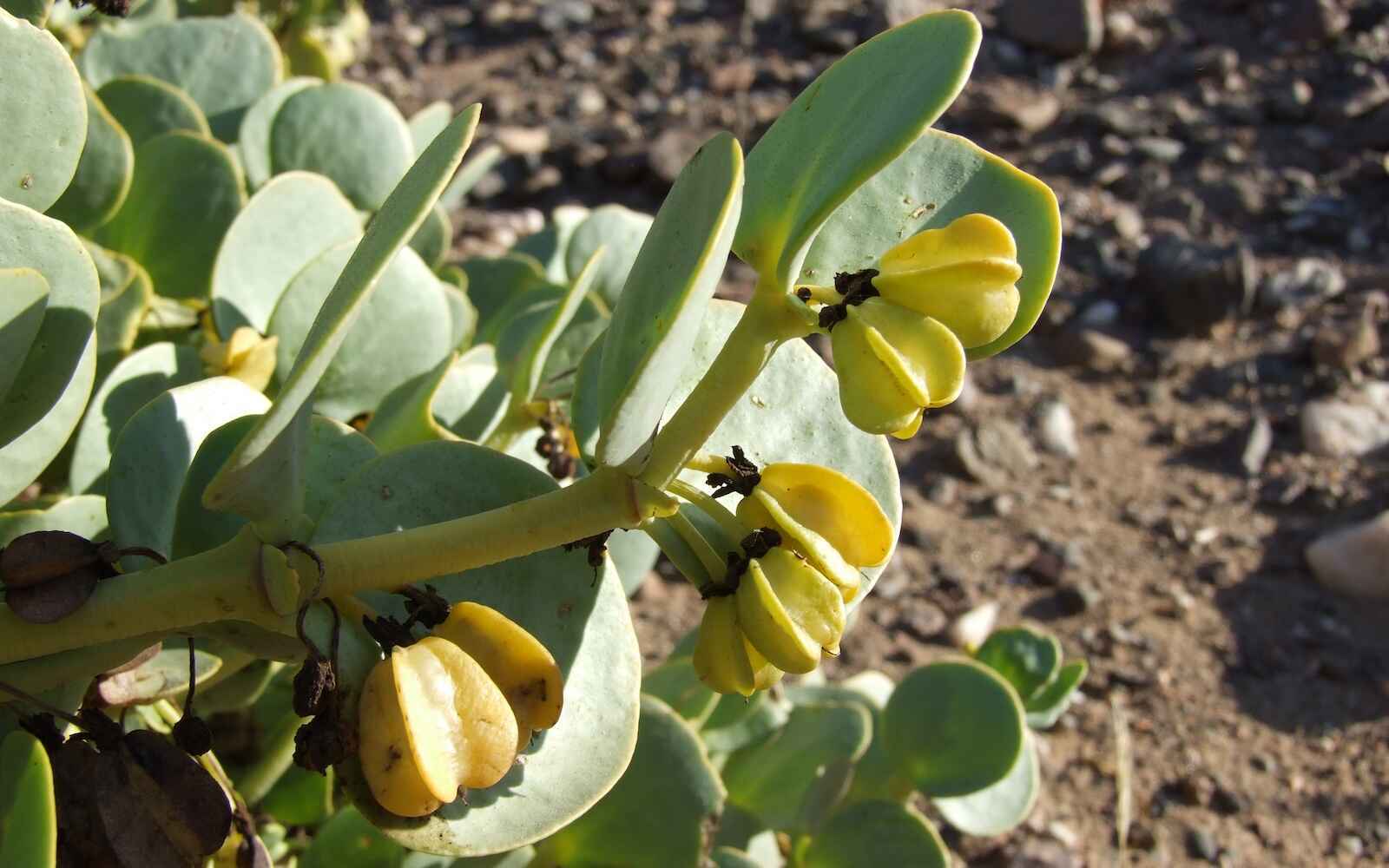 Photo close-up of a green plant.