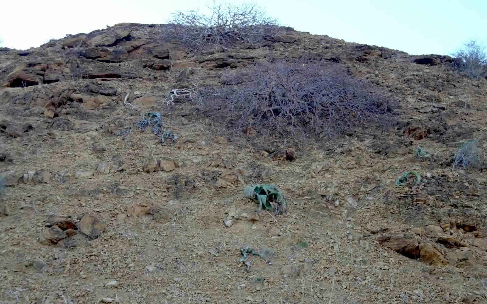A rocky hillside with occasional green plants poking through.